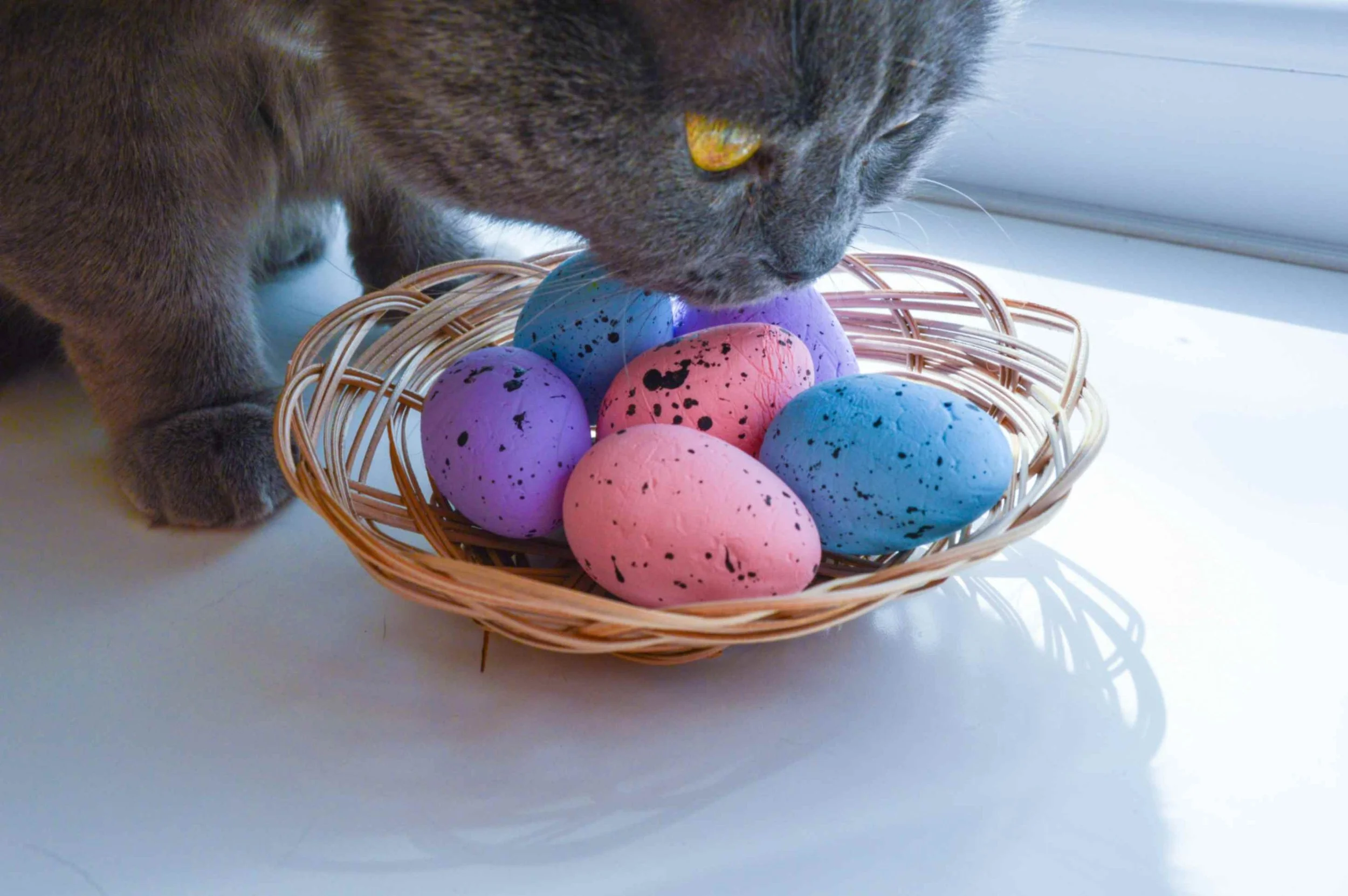 Easter cat blog ideas