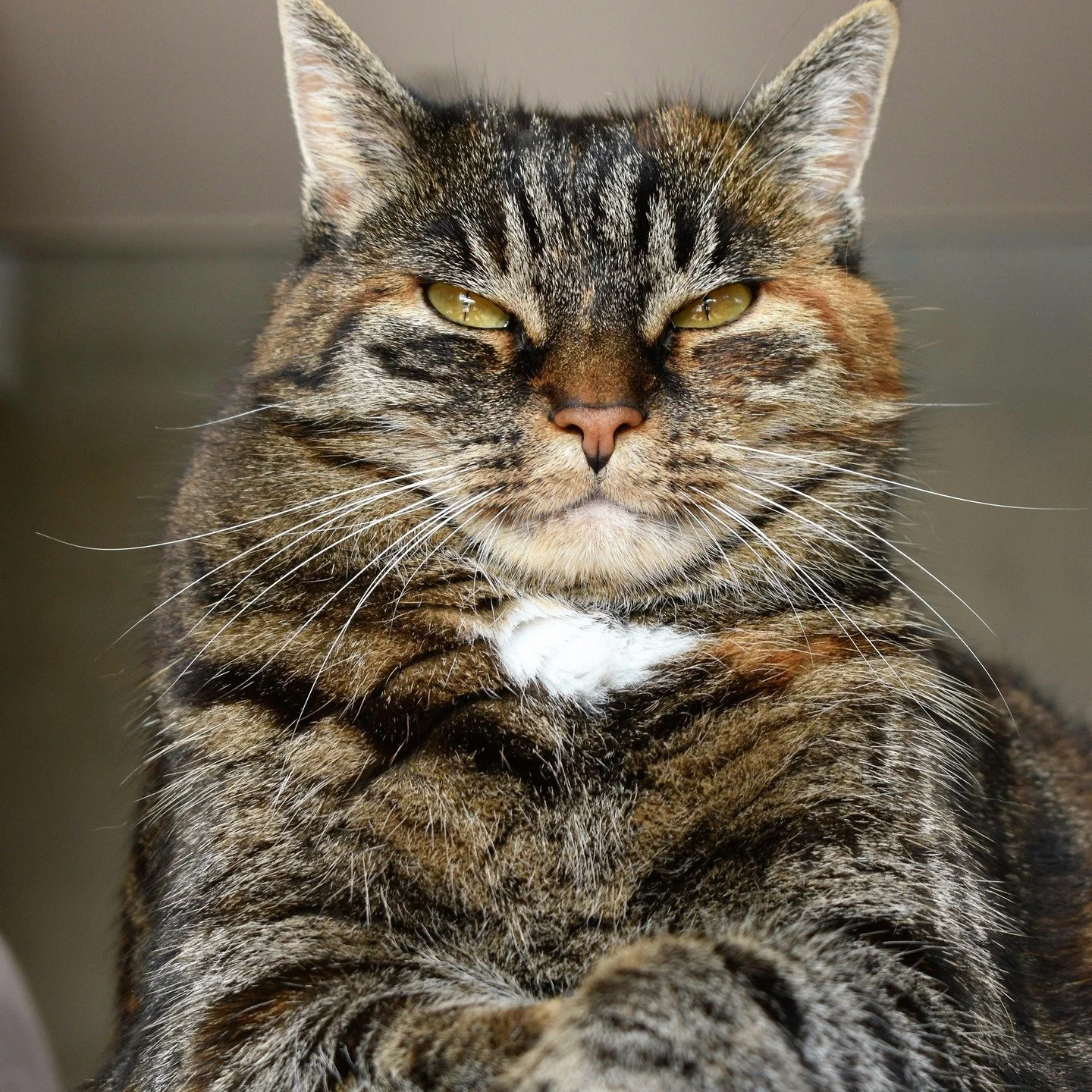 That face says it all.
Unbothered.
Unapologetic.
Utterly convinced of their own brilliance.

As a cat copywriter, I help pet brands channel that same self-assured tone. Strategic. Distinctive. Impossible to ignore.

#petcopywriter #copywriteruk #catc