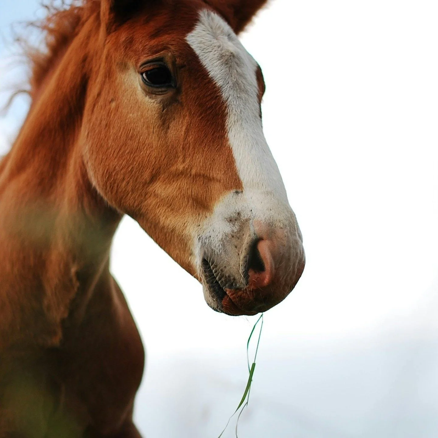 Horses don&rsquo;t chase attention &mdash; they command it.

That&rsquo;s the kind of impact your brand should have. As a horse writer, I help equestrian and pet brands harness powerful storytelling and strategic messaging that truly connects with th