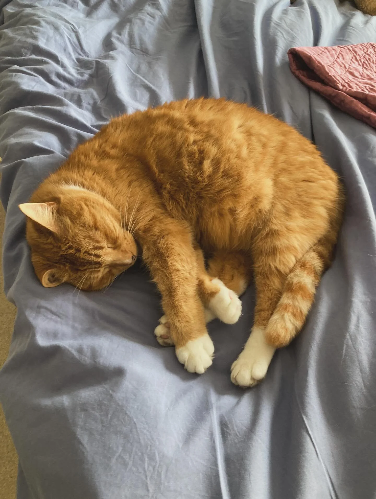 Meet Tigger the cat &mdash; proof that curiosity, charisma, and a little chaos can steal the spotlight.

If your pet brand deserves this much attention but your listings are hiding &hellip; it might be time to work on your Amazon SEO.

Because great 