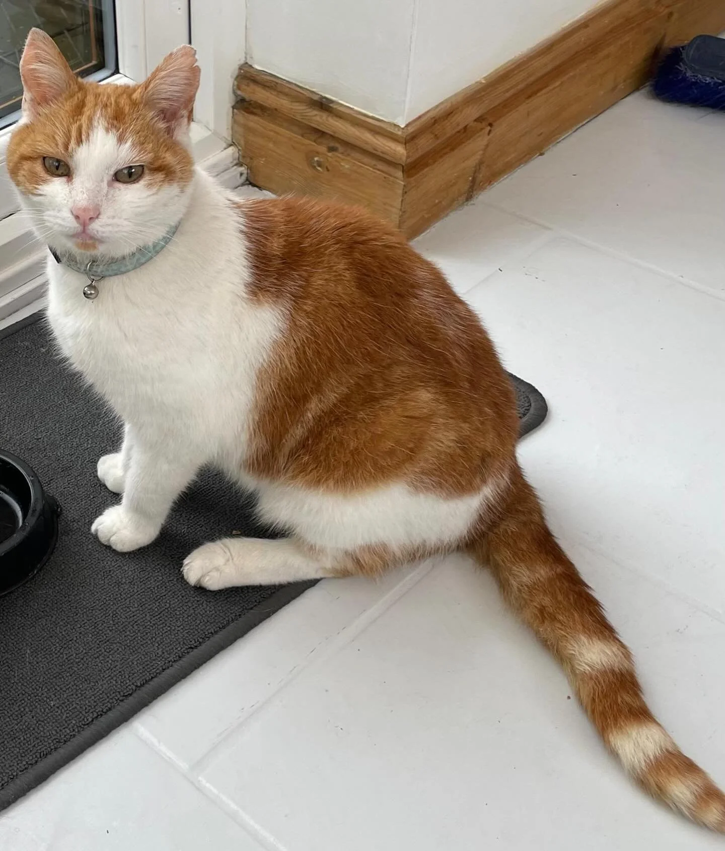 In loving memory of Tom &mdash; our original cat writer 🐾

He spent years supervising every sentence, strolling across keyboards, and reminding us that the best copy is written with curiosity, patience, and a little mischief. Our cat writer may have