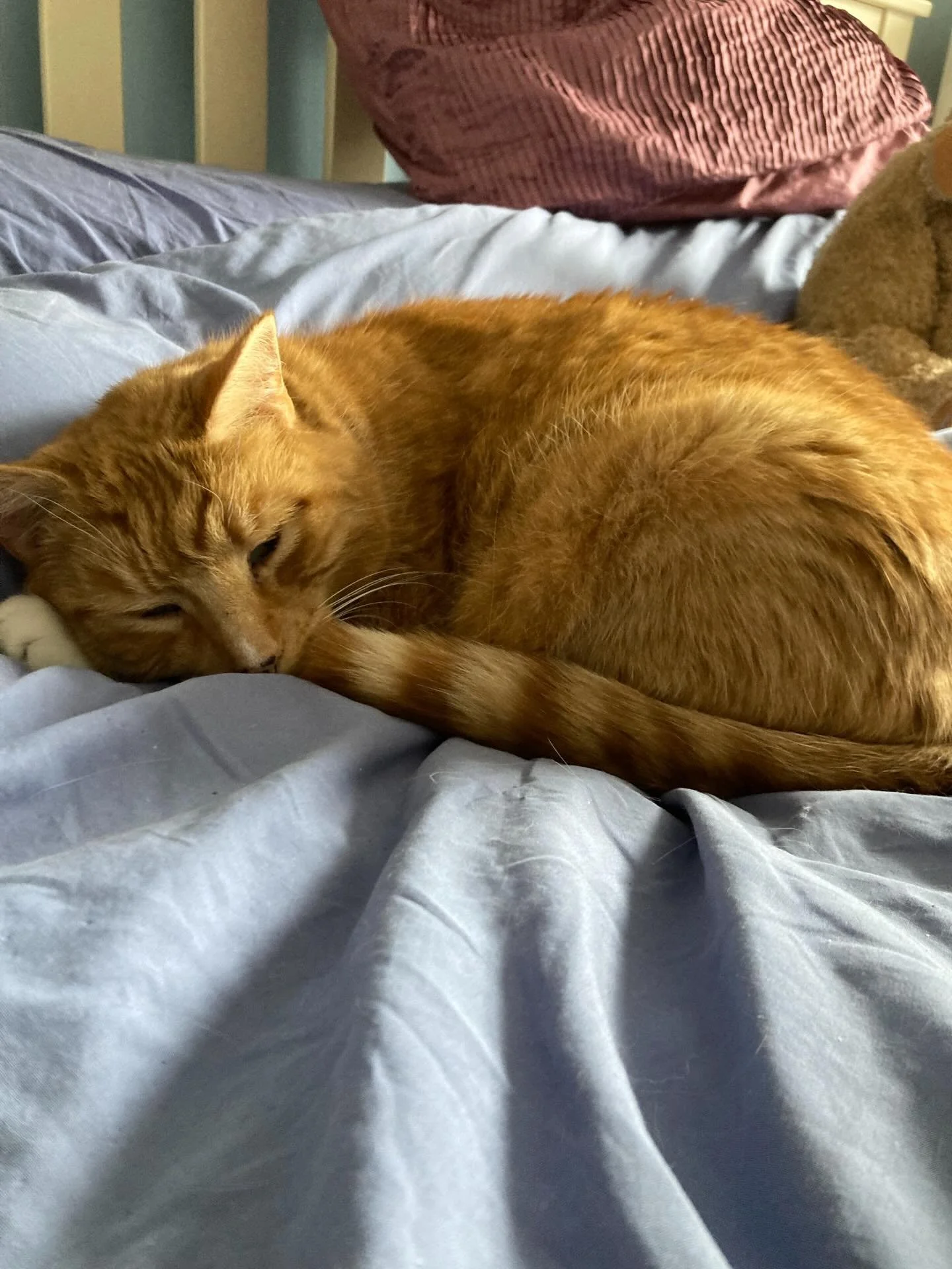 Meet Tigger&hellip; professional napper, part-time muse 🐾💤

While he&rsquo;s busy perfecting the art of cozy content, I&rsquo;m behind the scenes turning adorable pet moments into words that sell. Because every pet brand deserves copy that feels as