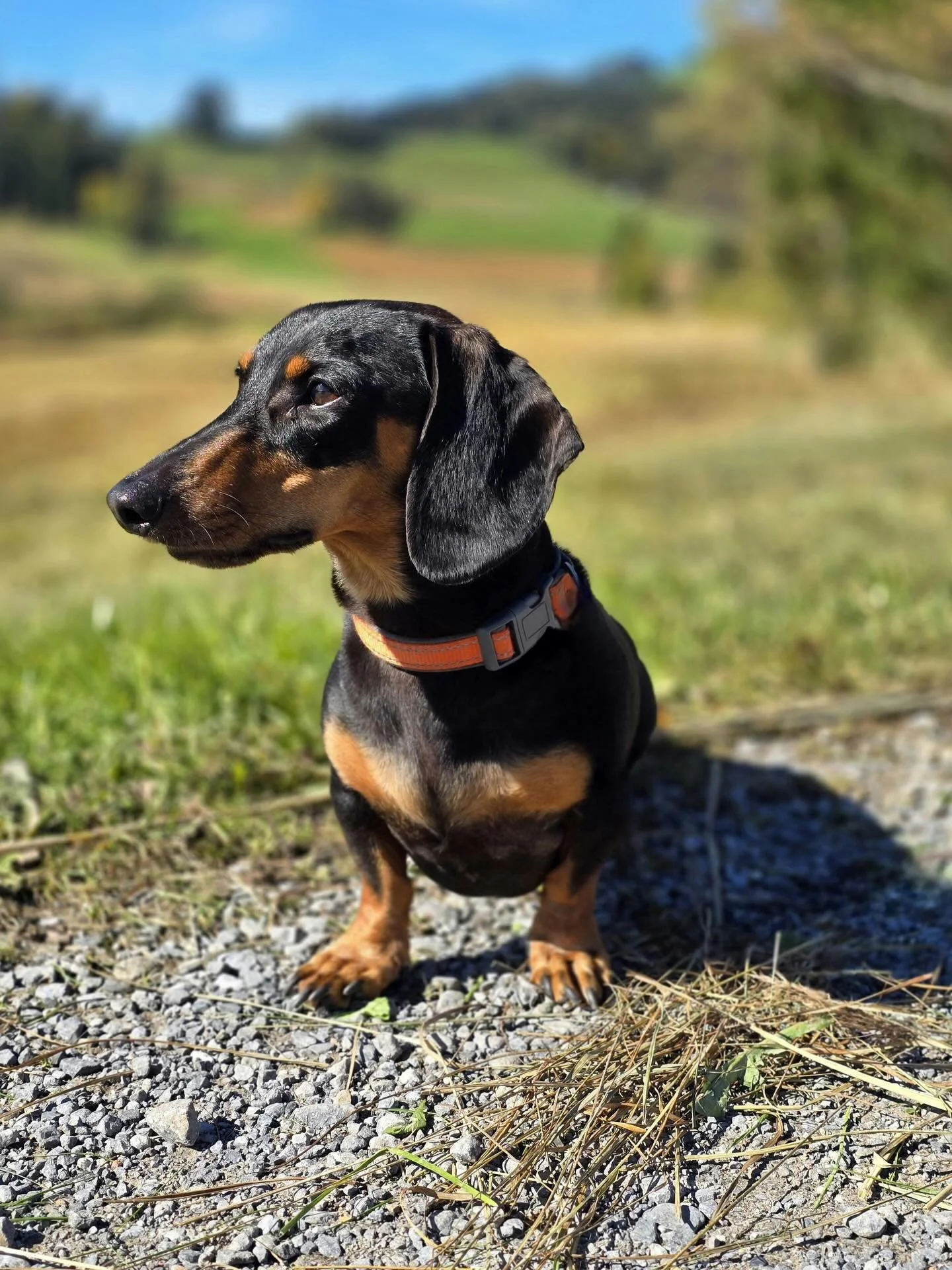 Okay but&hellip; how am I supposed to get any work done when I&rsquo;m dreaming about owning one of these little legends? 🐾

This dachshund has officially stolen my heart (and possibly my productivity). I would LOVE to get one of these someday.

Unt