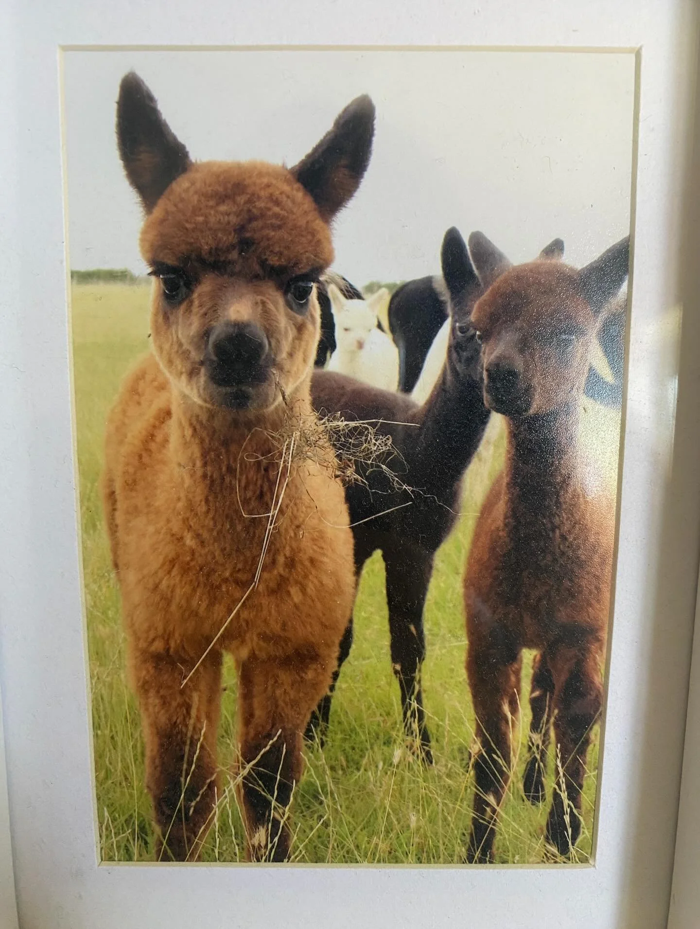 On my birthday I usually go to feed the alpacas 🦙 they&rsquo;re super cute 💚 I love them so much I even have a photo of them in a photo frame! 

- These animals are of course not native to the UK, they&rsquo;re from South America but many alpaca sa