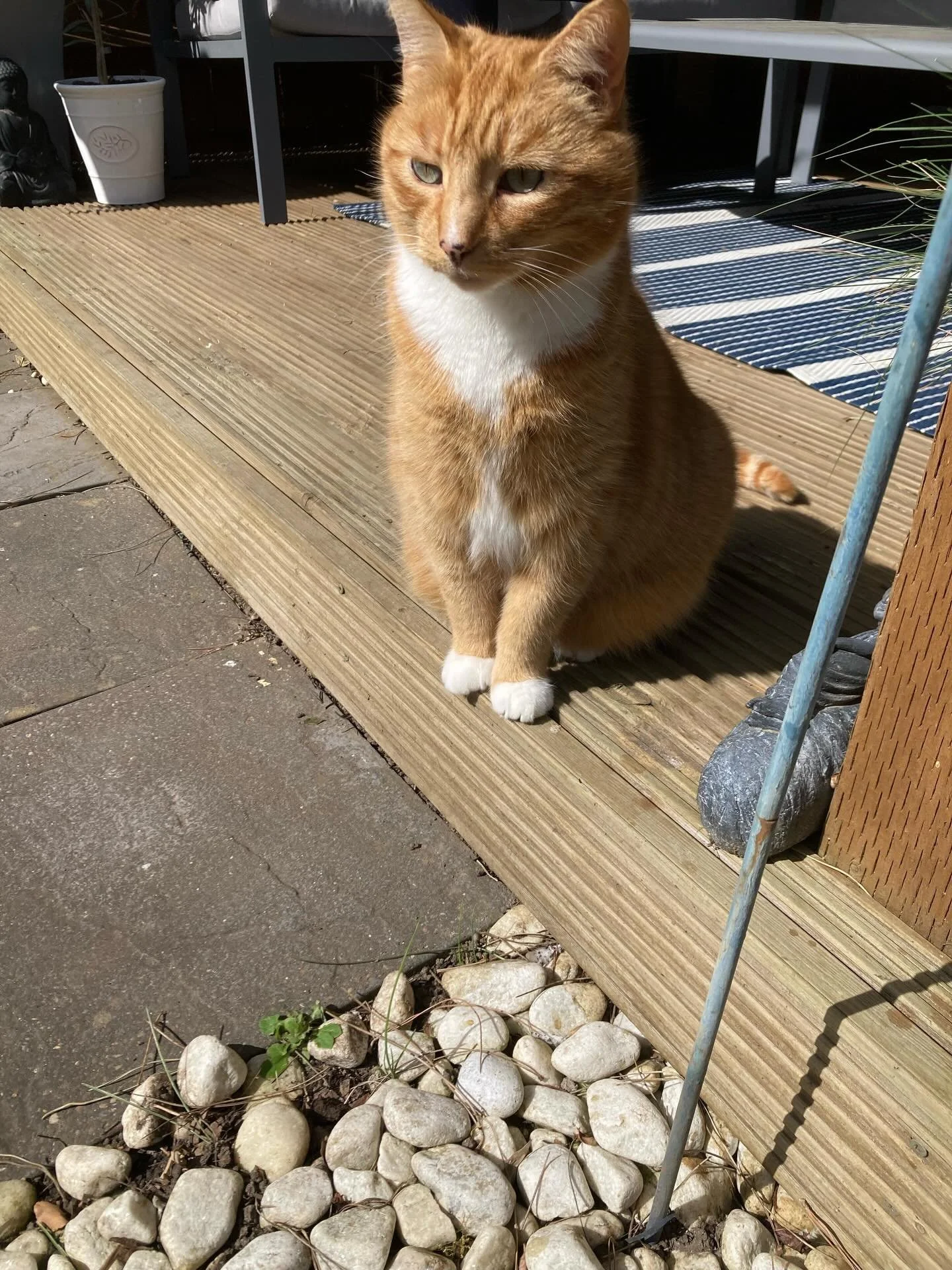 A photo of Tigger the cat 🐱 looking very majestic and enjoying the sun in my mums garden 🪴 - is it just me or does he look very regal here like he&rsquo;s the ruler of the kingdom? 😂 

Is anyone else a cat lover? 

#catloversofinstagram #petcopywr