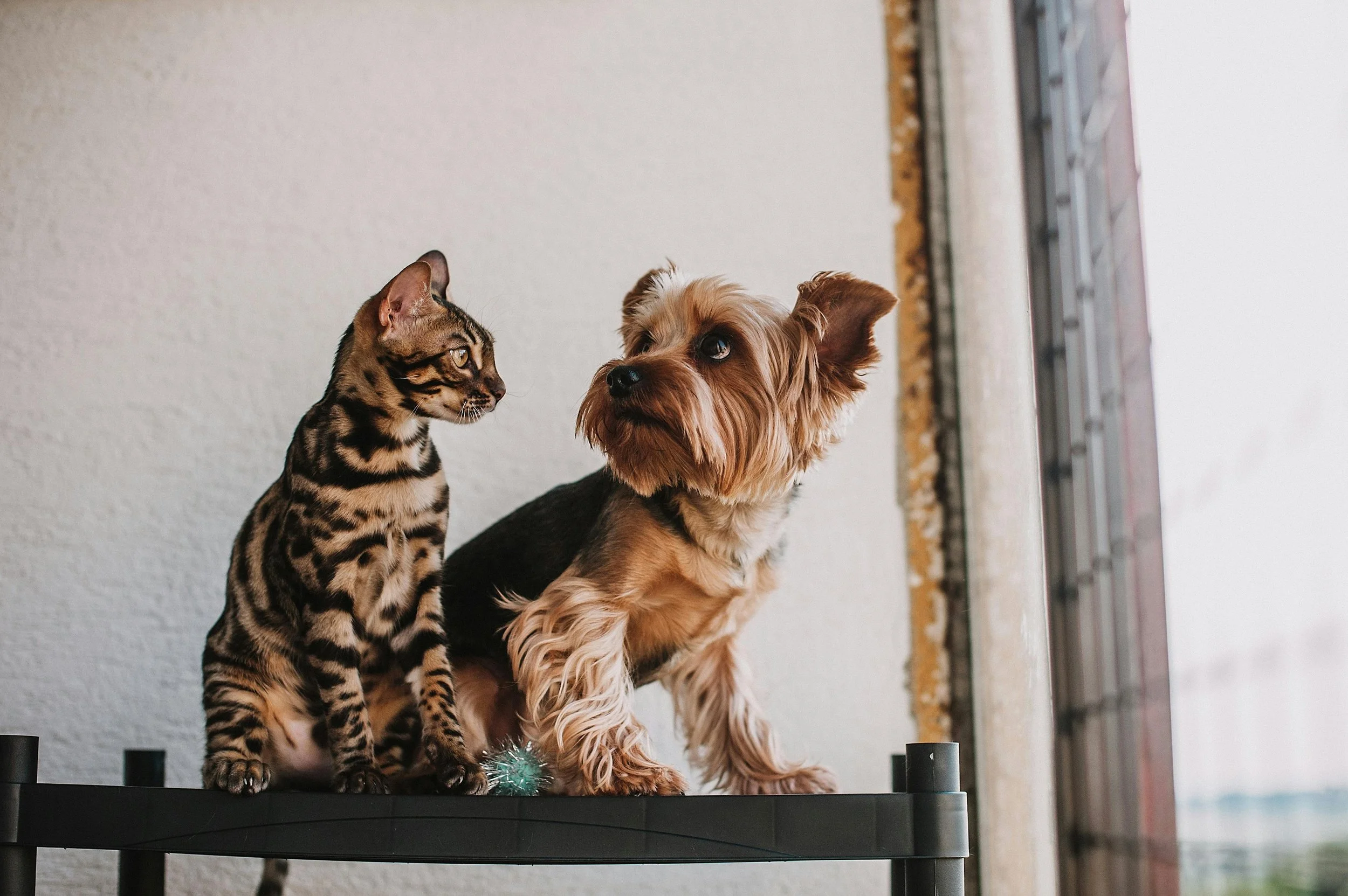 What Amazon Rufus Means for Pet Brands in 2026