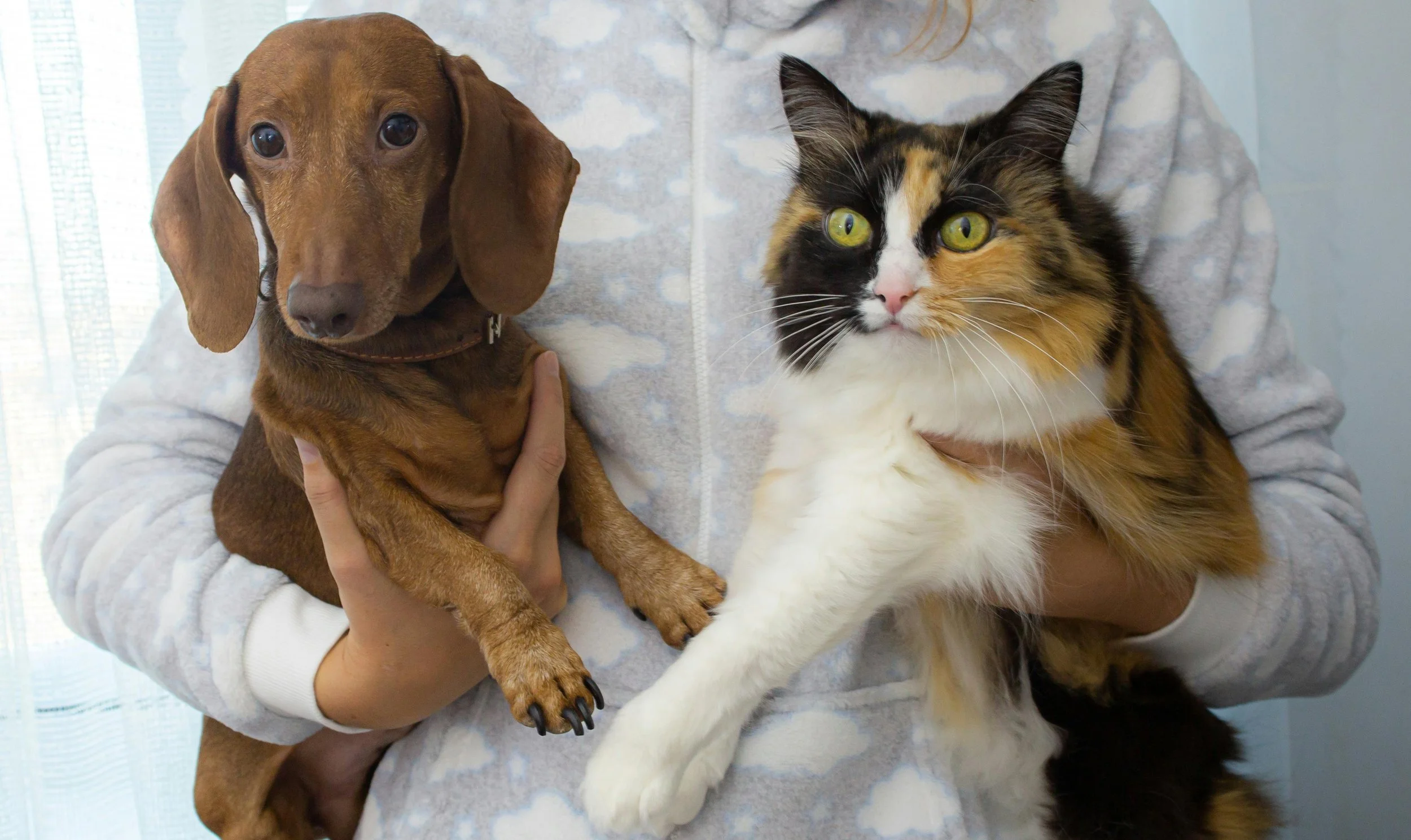 What Is the Most Profitable Pet Business in the UK?