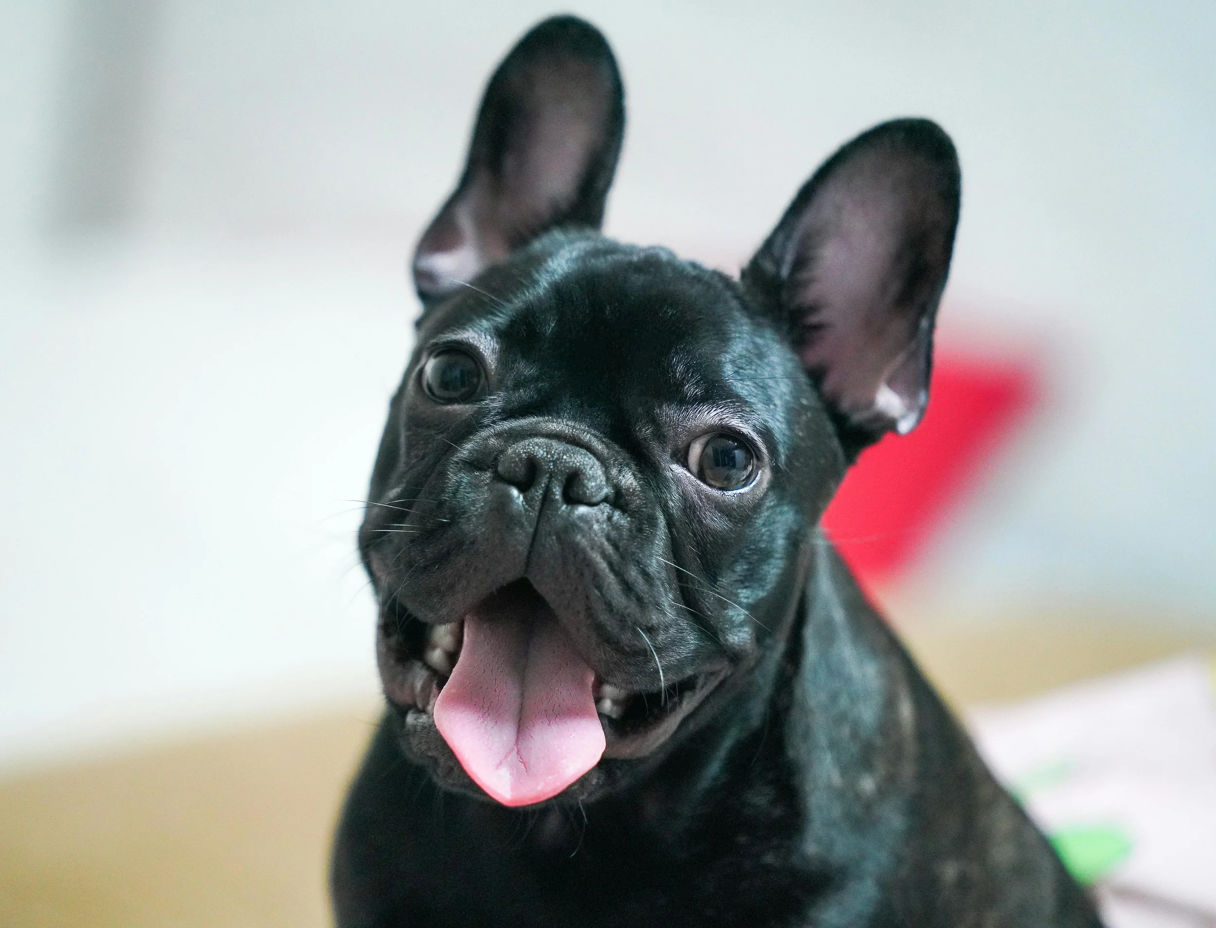 Pet Industry SEO: Top Dog Keywords for Your Canine Business