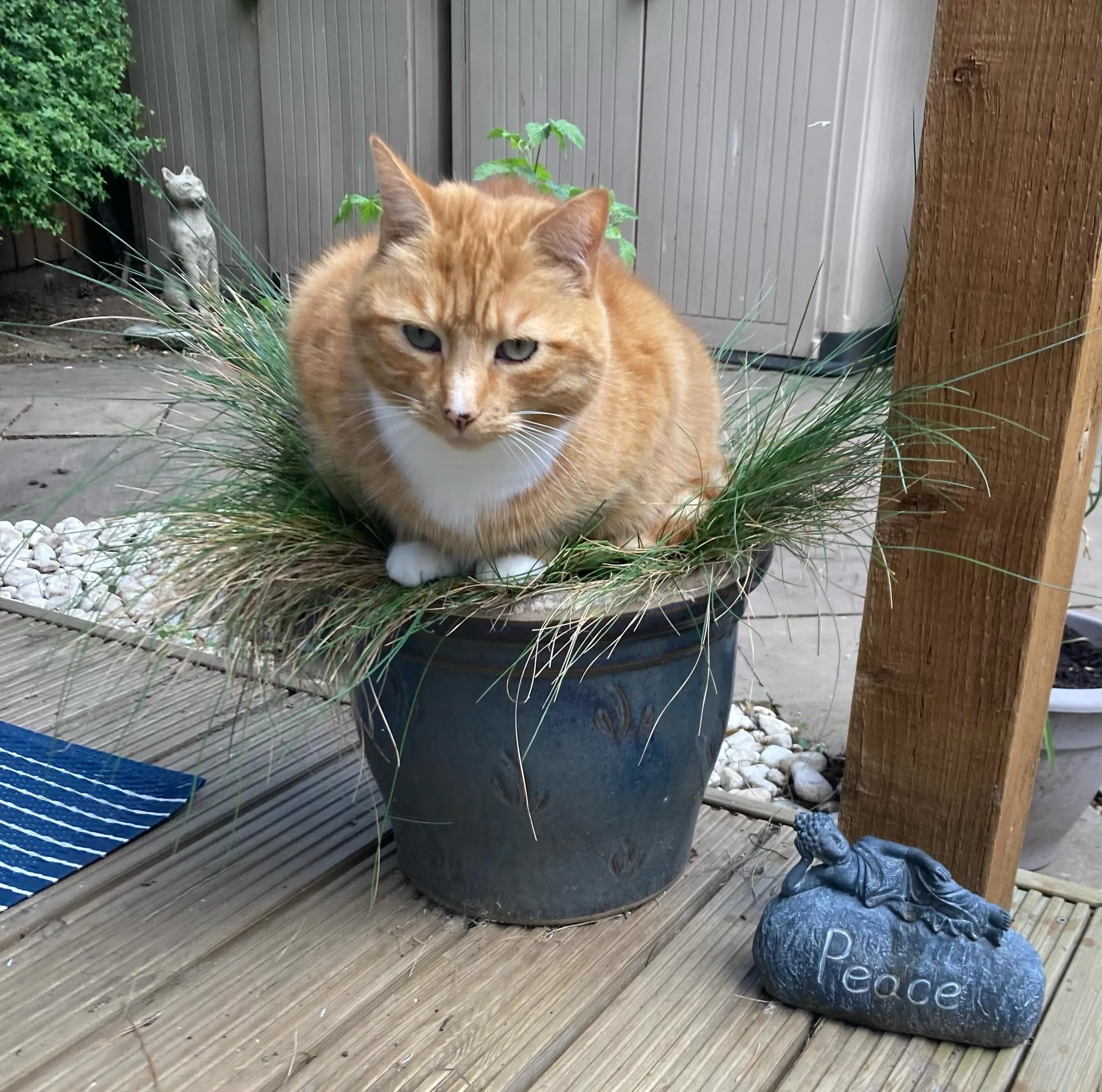 Tigger the cat 🐱 is loving his new home in the plant pot 😂 

#catsofinstagram #petbusinessuk #petbusinesstips #petbusinessgrowth #petcopywriter