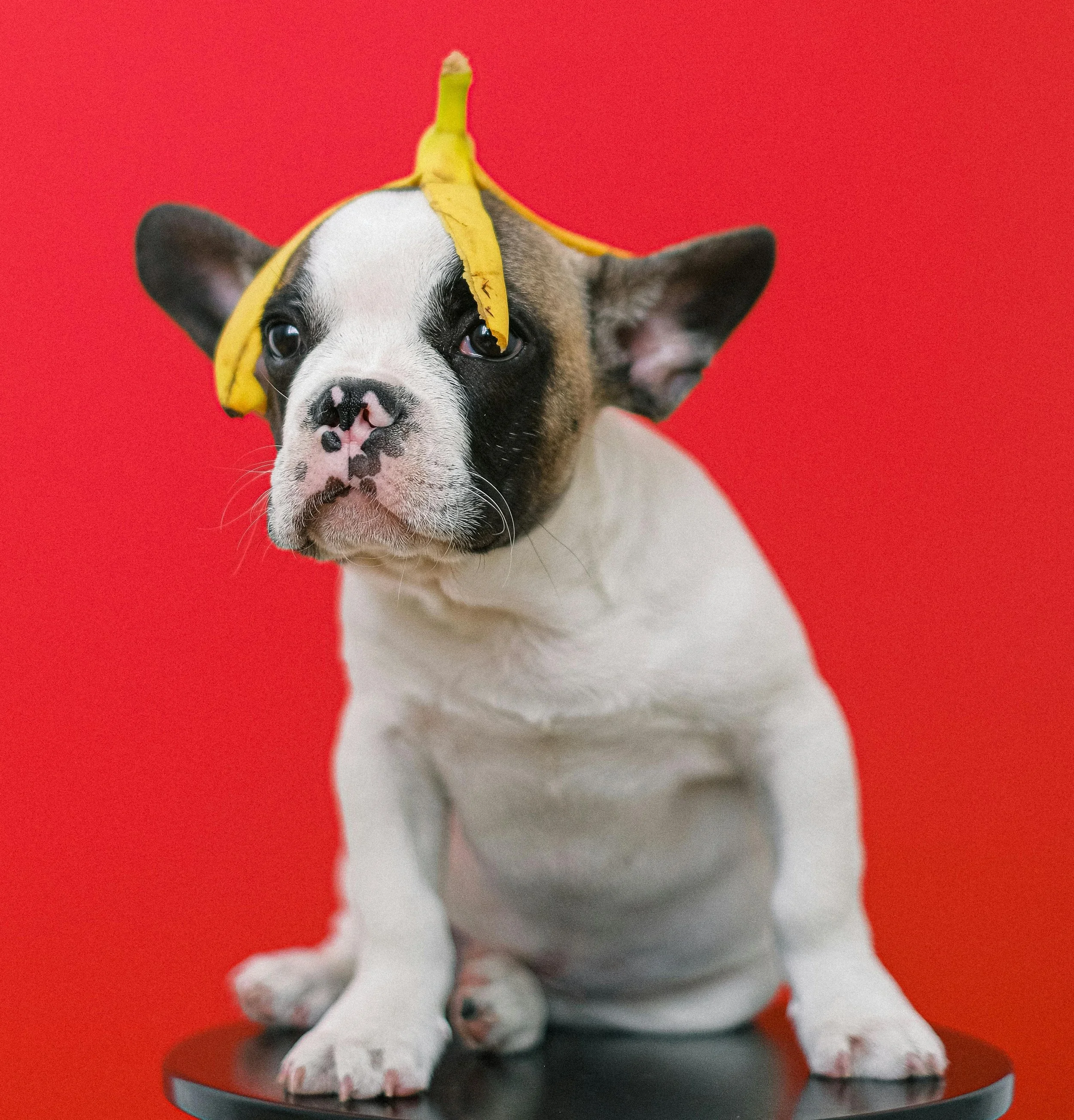 7 Common Pet Copywriting Mistakes and How to Fix Them
