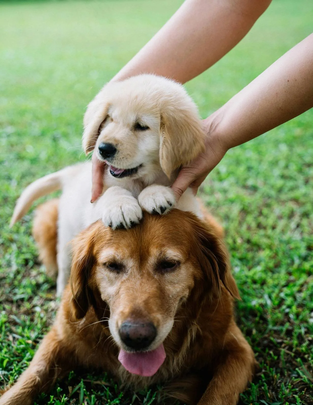 40 Trending Pet Blog Ideas for Dog Businesses in 2026