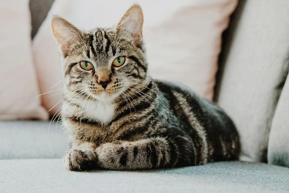 60 Seasonal Cat Blog Ideas for Pet Businesses