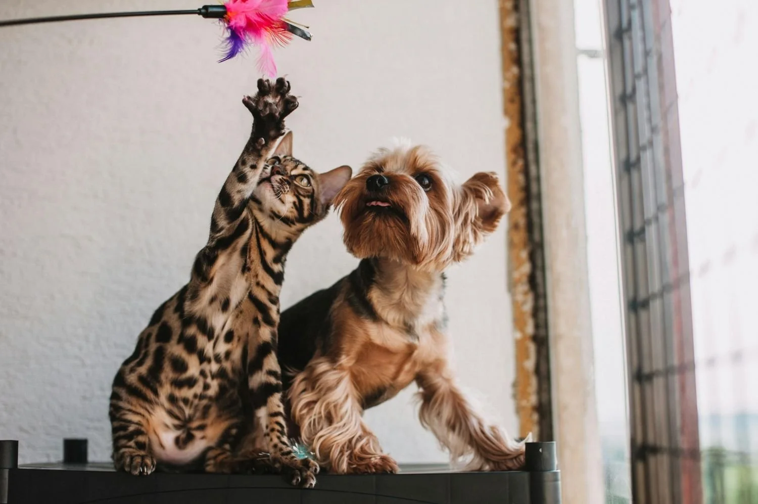 What Amazon Rufus Means for Pet Brands in 2026