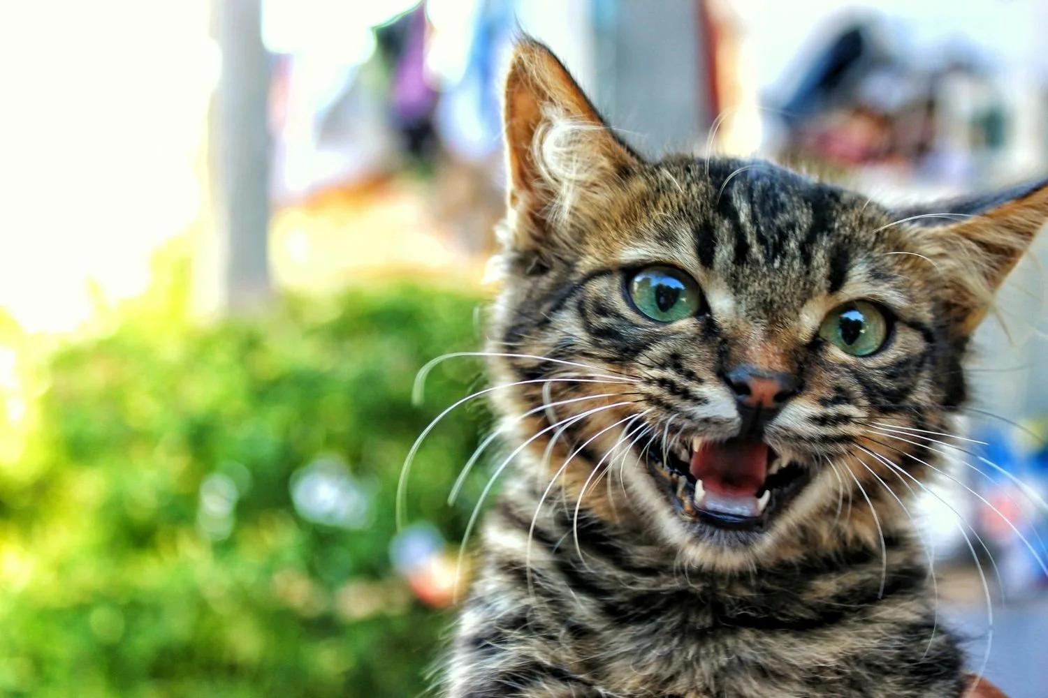 I Interviewed the Most Successful Cat Bloggers in the UK: Here’s What They Said…