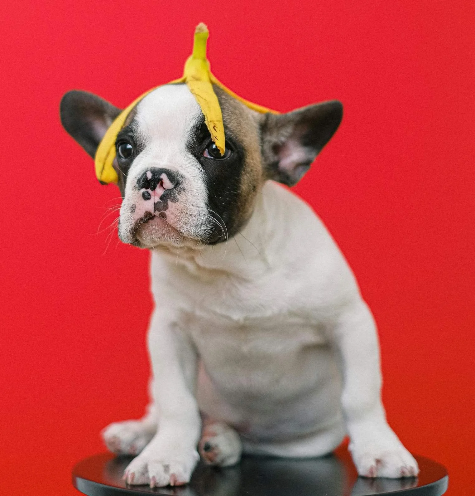 7 Common Pet Copywriting Mistakes and How to Fix Them
