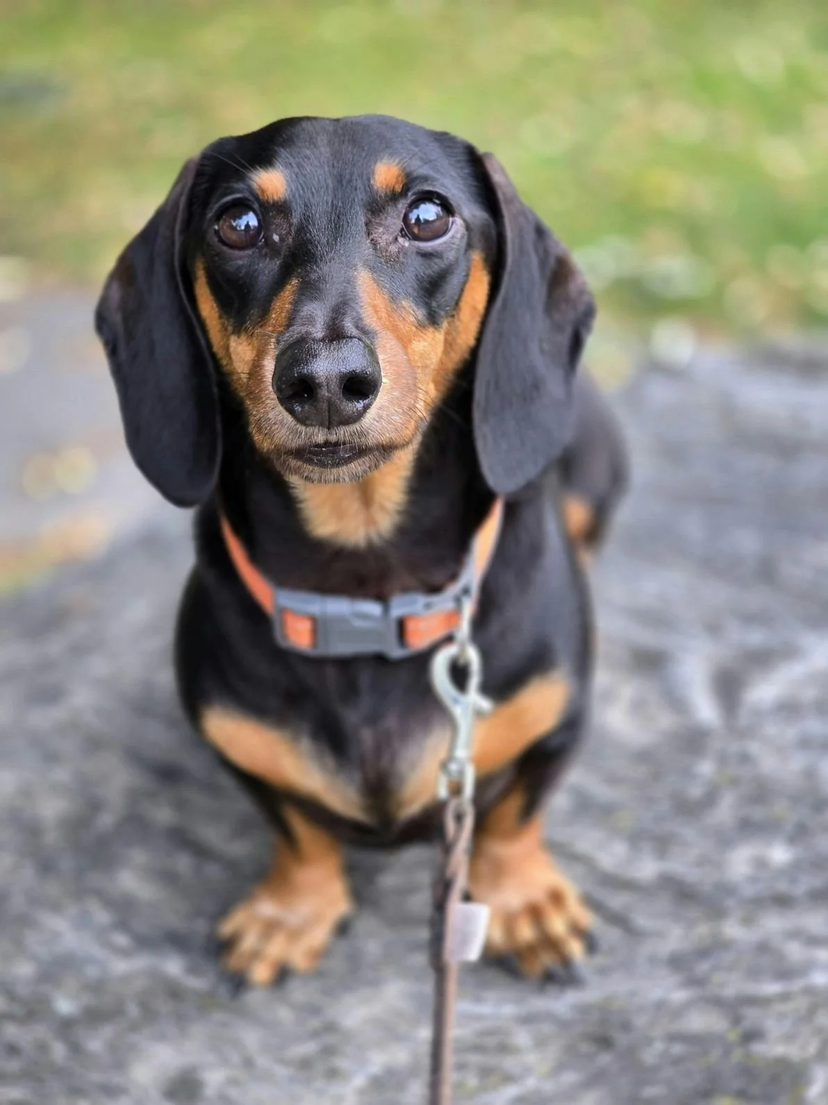 Amazon Top-Selling Pet Products  for Dogs