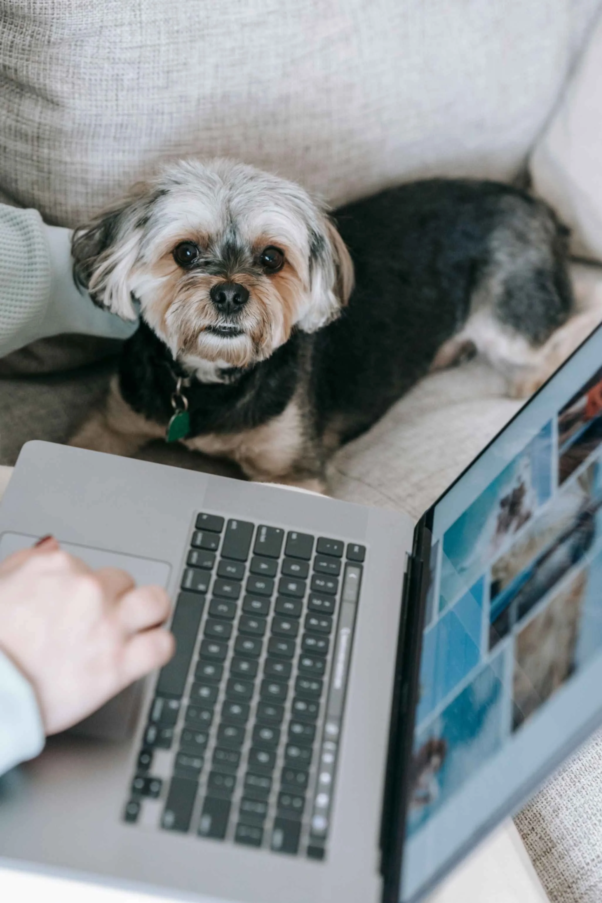 Where Do I Get the Best Free Pet Photos for Blog Commercial Use?