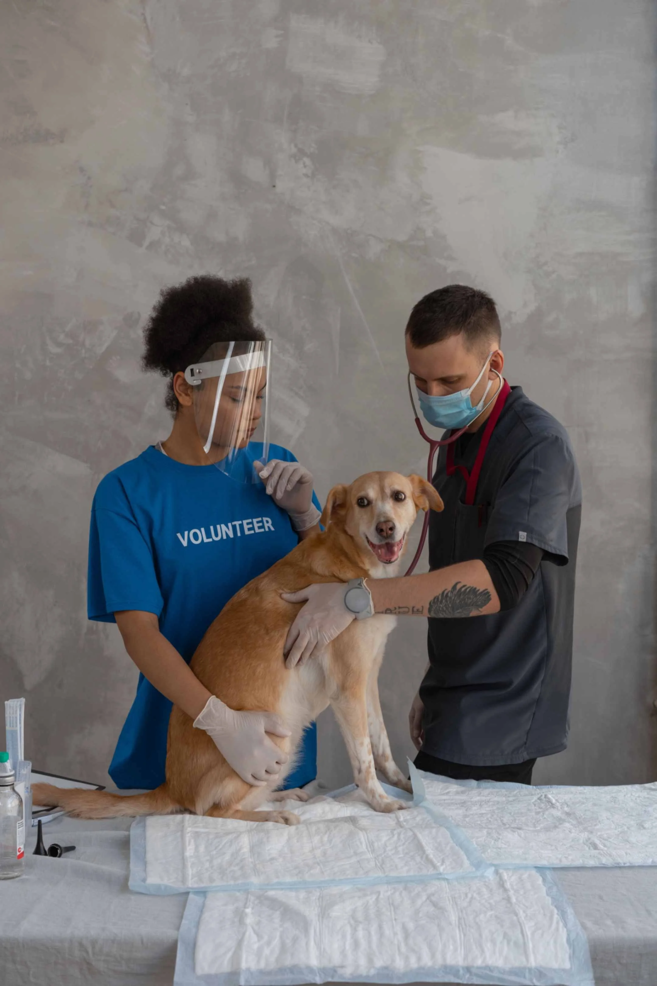 How Much Does Vet Copywriting Cost in the UK?