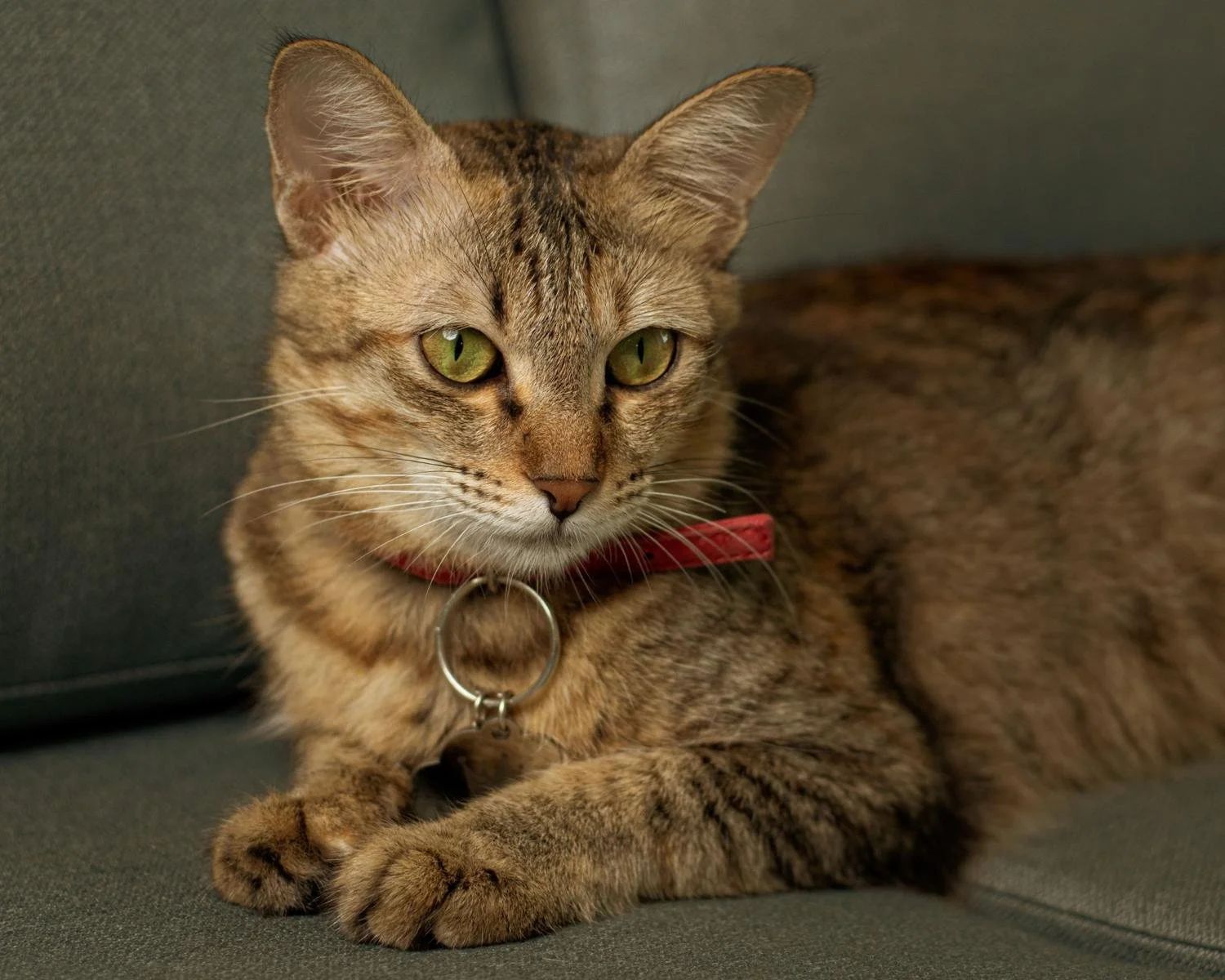 40 Catchy Cat Blog Name Ideas