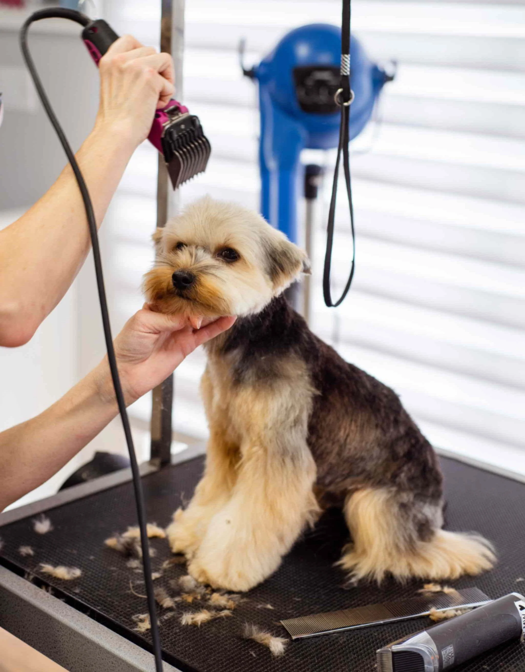 SEO for Pet Groomers: 10 Ways to Grow Your Pet Grooming Business