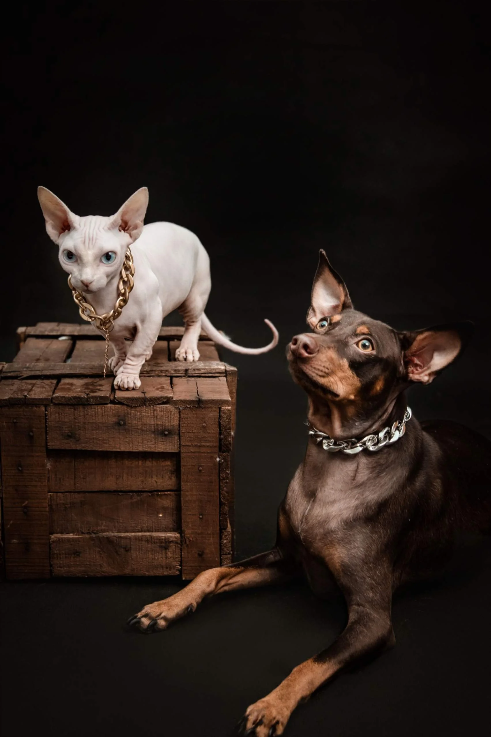 SEO for Pet Photographers: 10 Ways to Improve Your Google Rankings