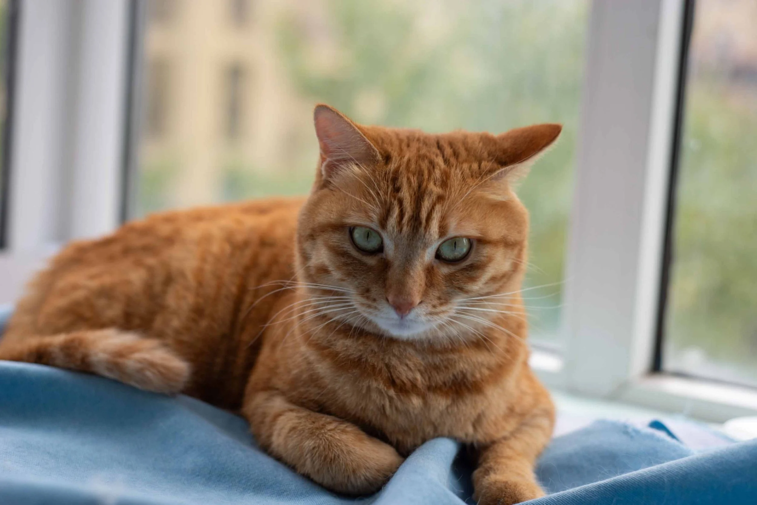 The Cat Keywords List: 35 SEO Keywords for Your Pet Business