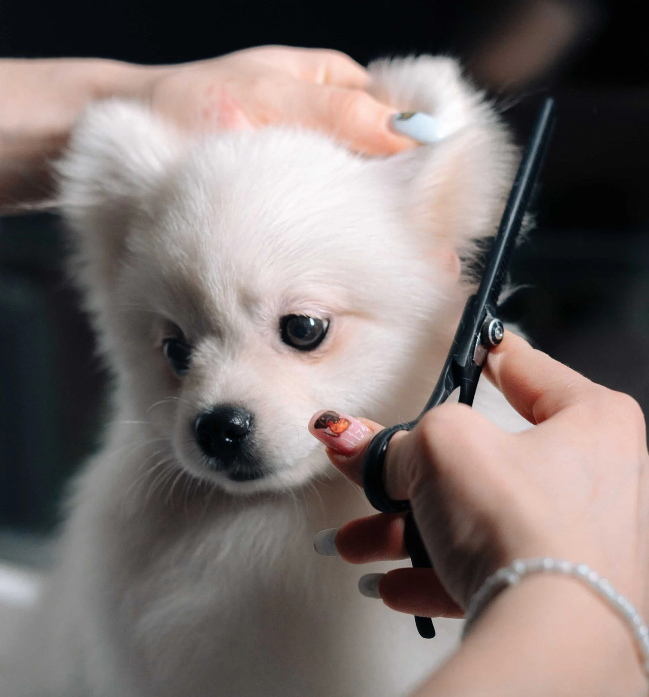 grooming a dog with scissors