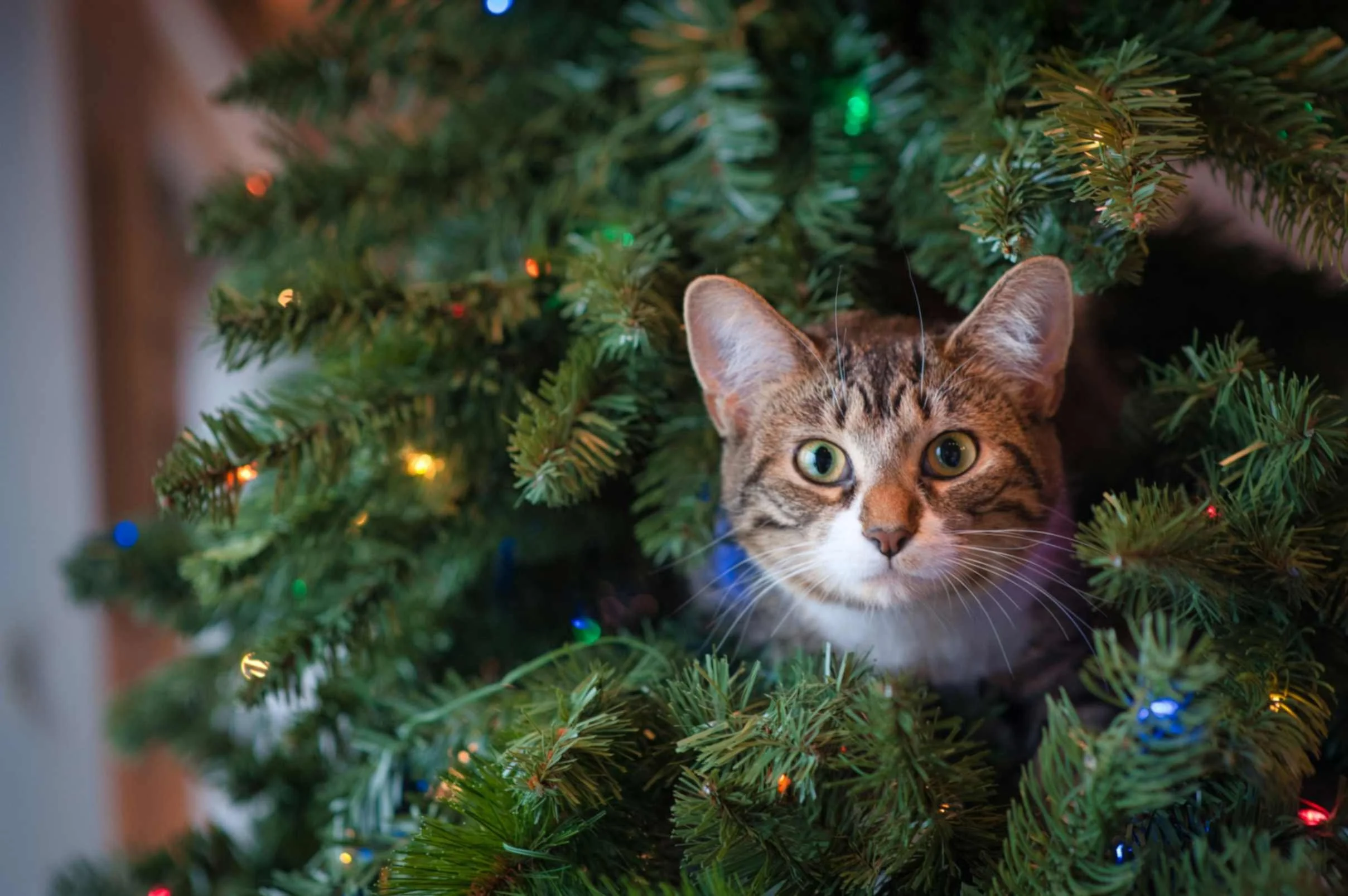 christmas cat blog ideas