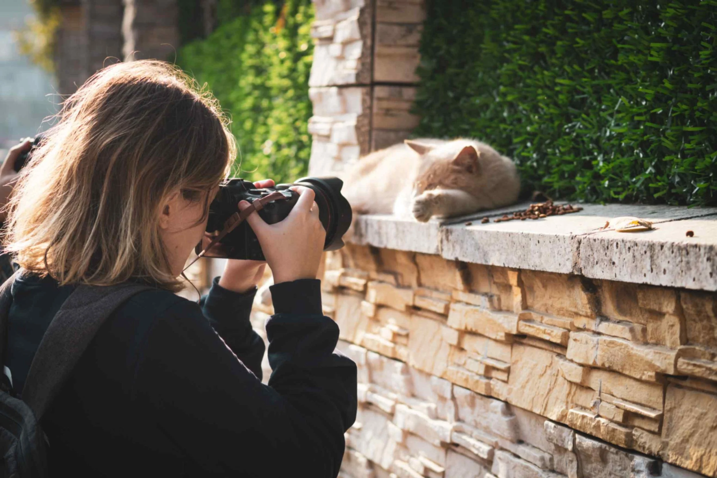 cat photographer