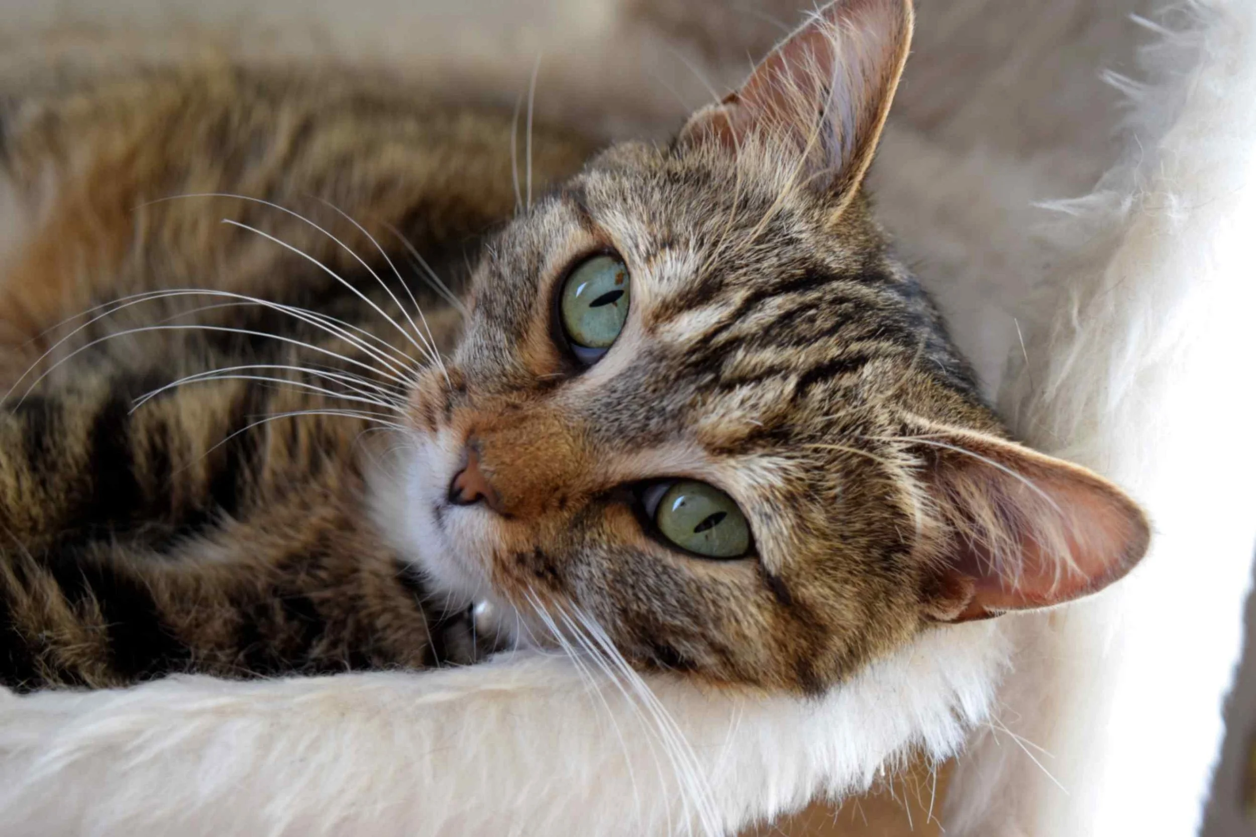 close up of tabby cat