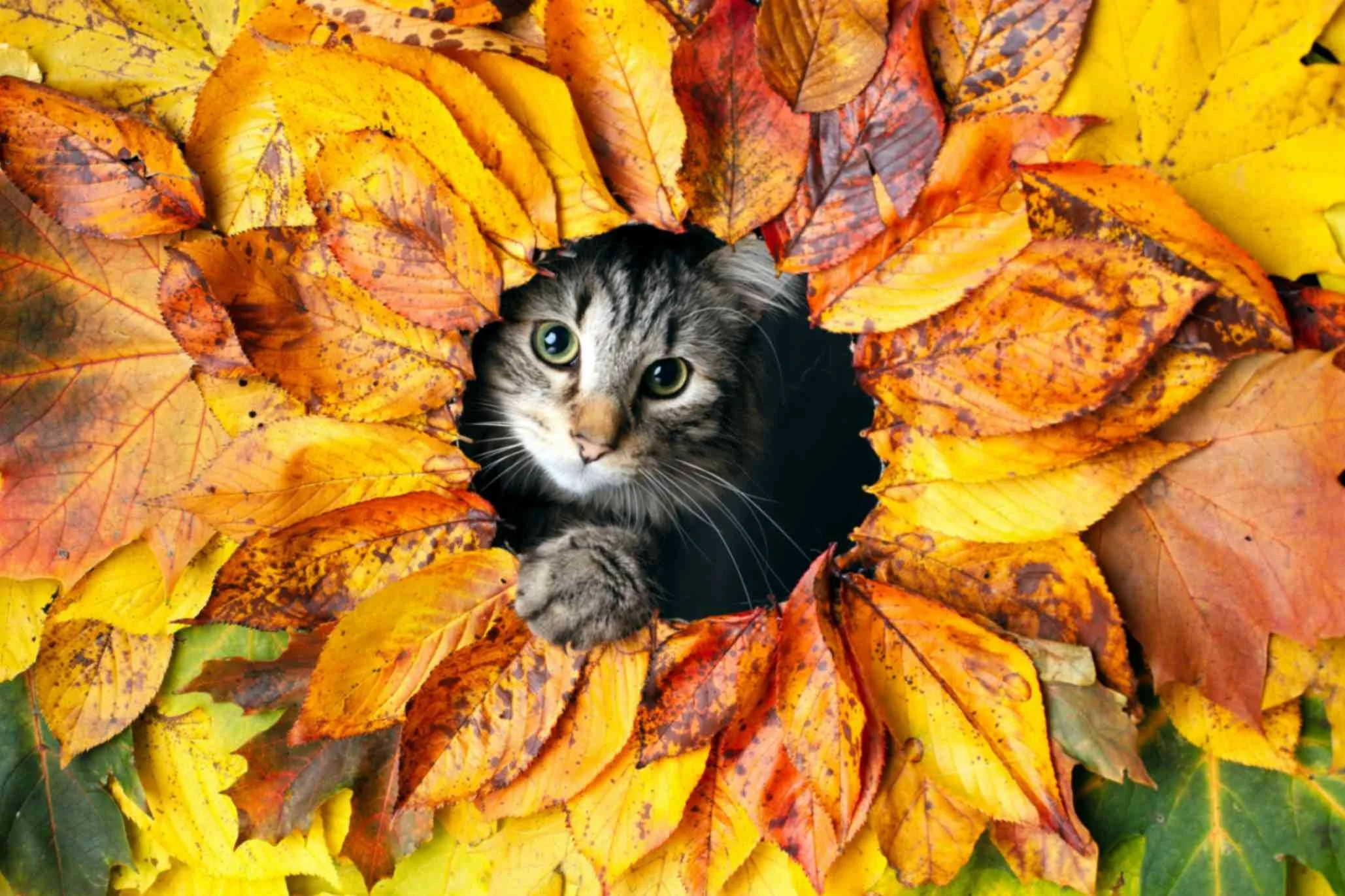 autumn cat blog ideas