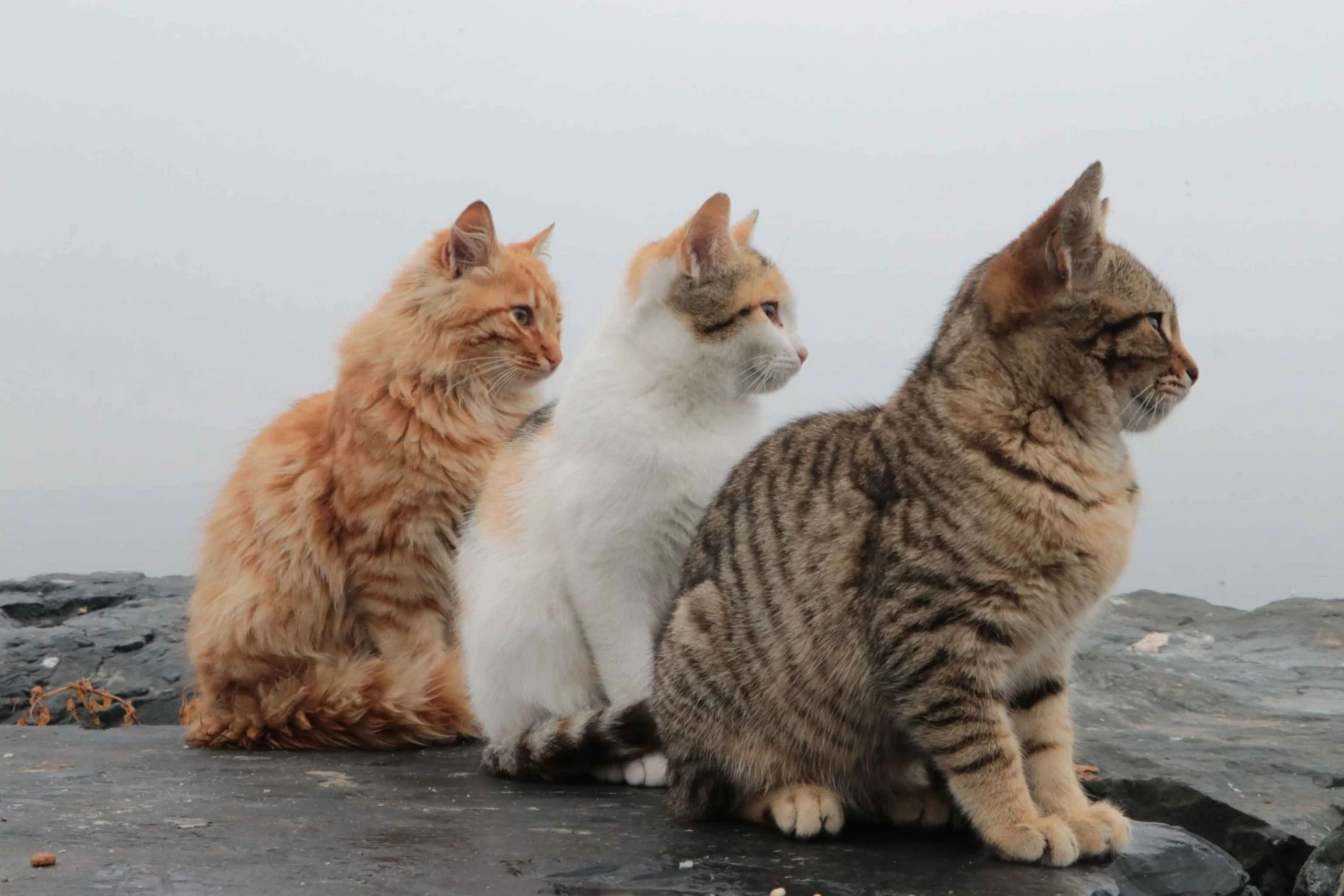 cat keywords list