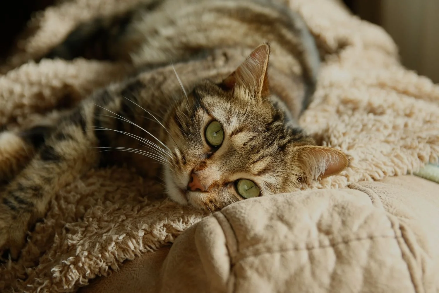 cat laying down
