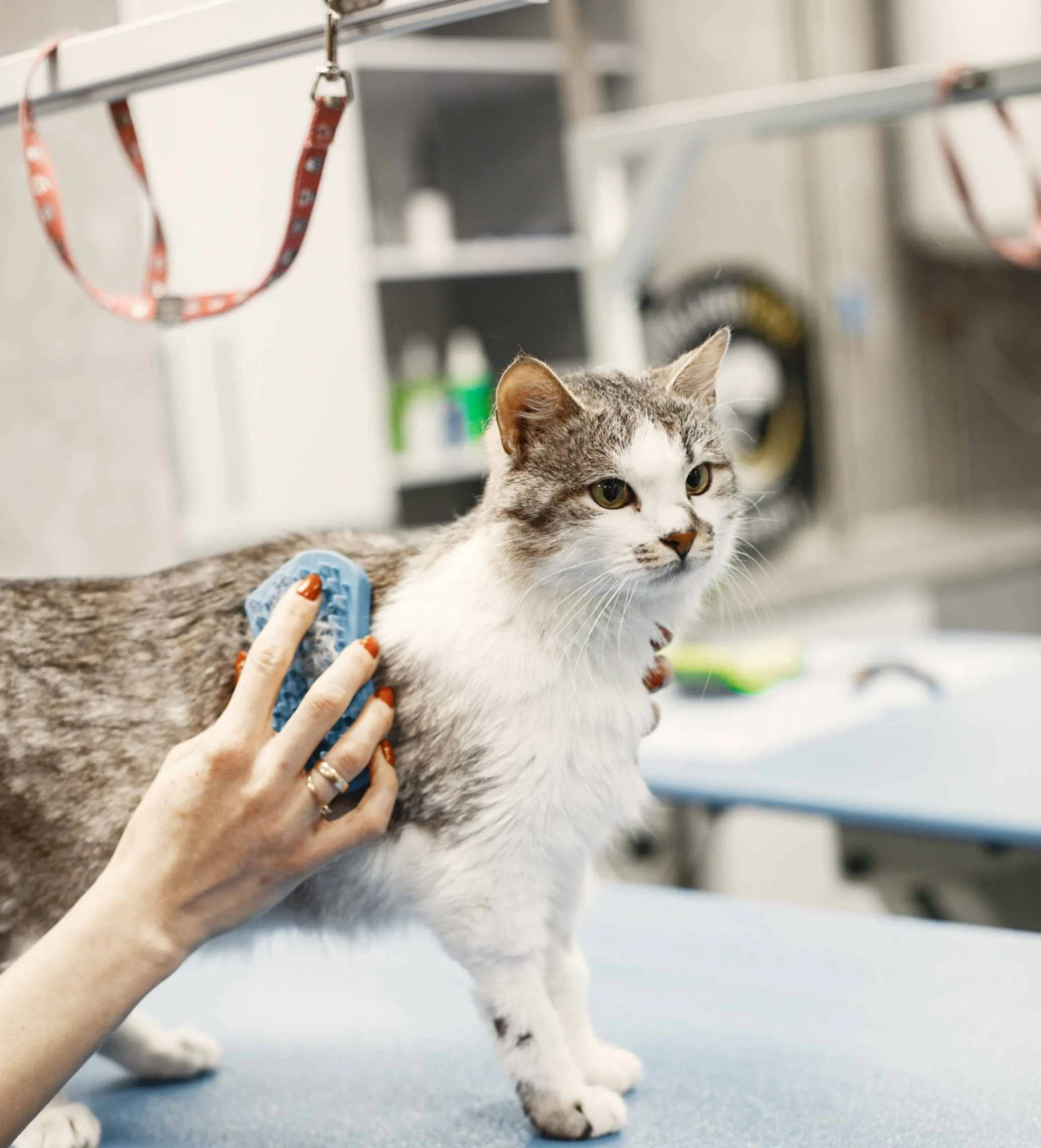 woman grooming a cat with brush