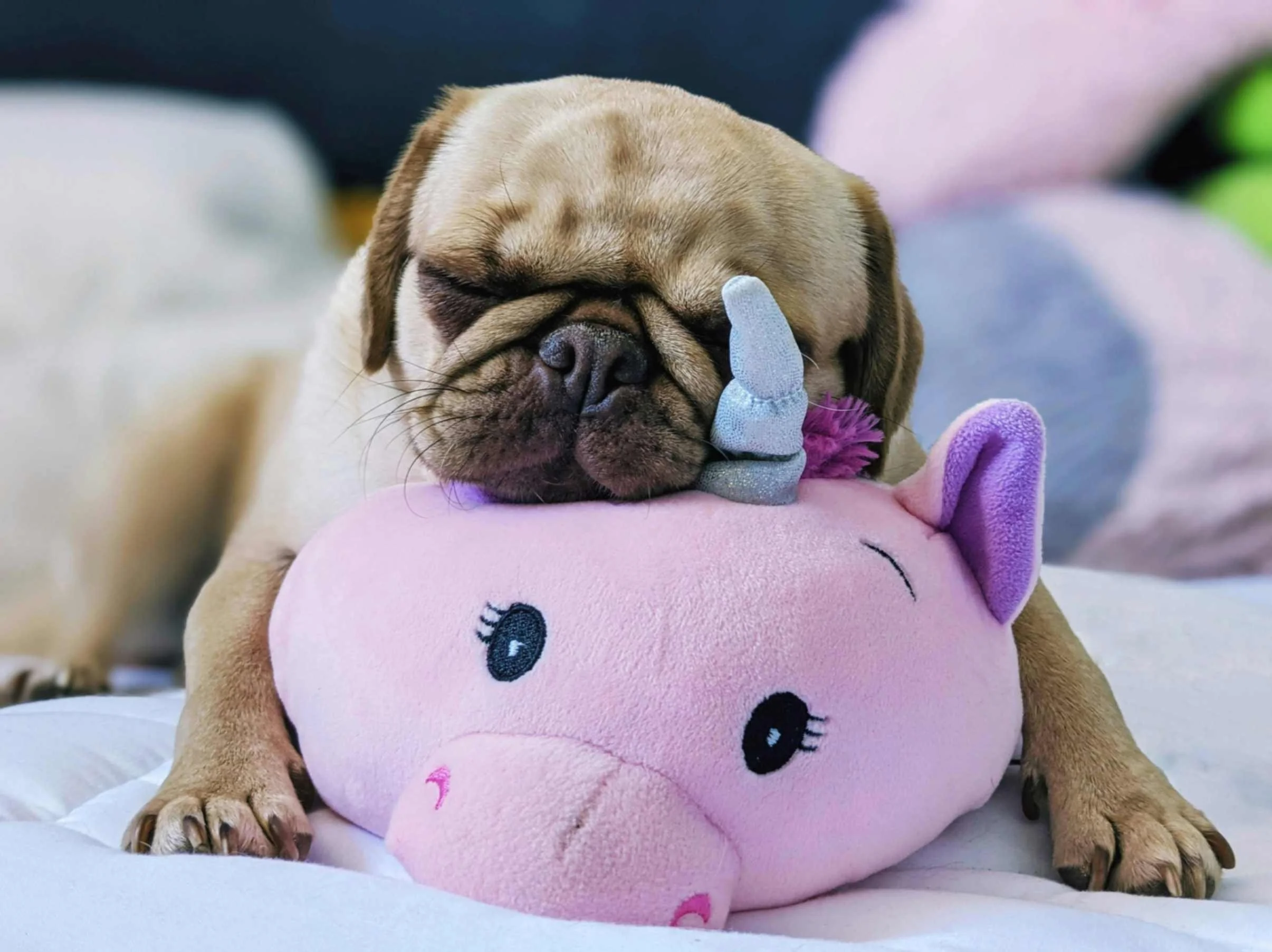 Dog with unicorn toy