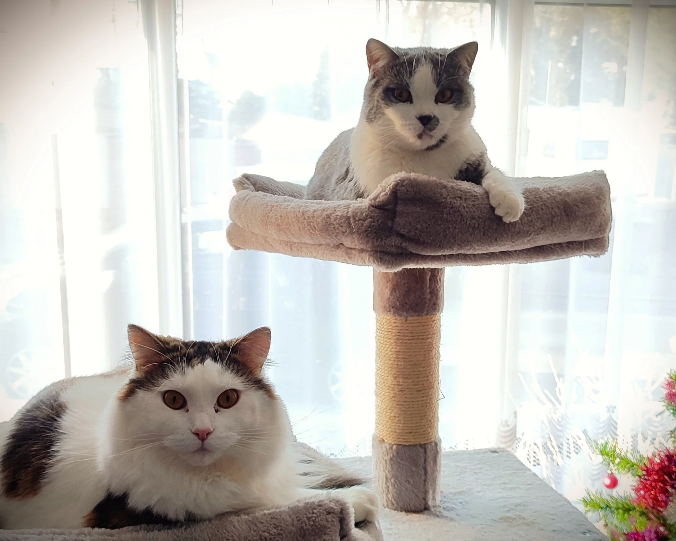 Cat Mum Journal Drax and Simba Cats