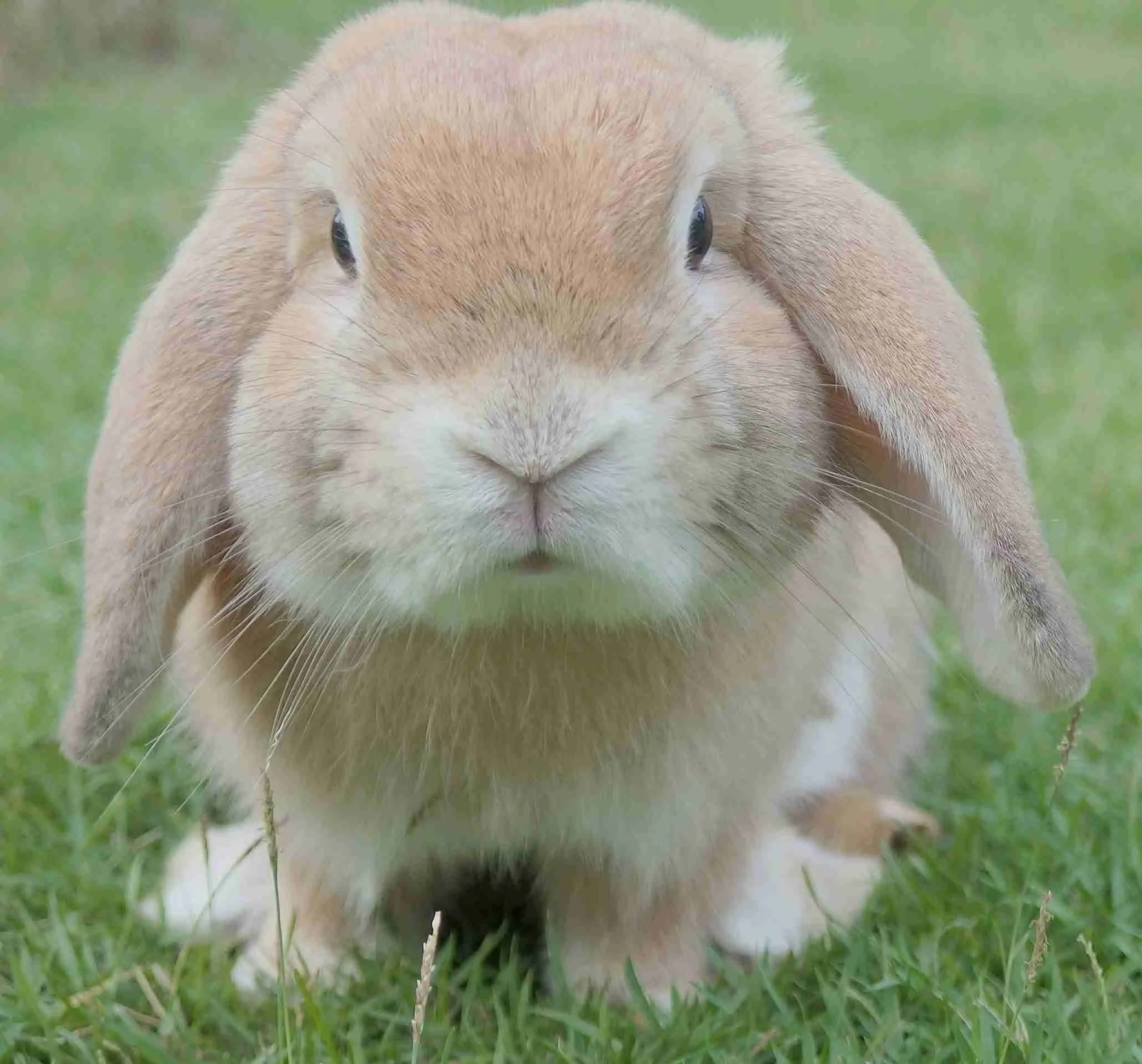 Close-up of a brown bunny with white nose fur, facing downward with big dark eyes, on green grass.