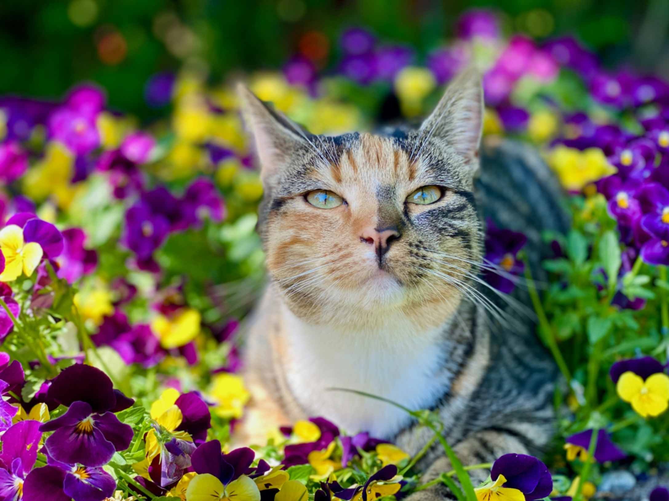 Summer cat blog ideas