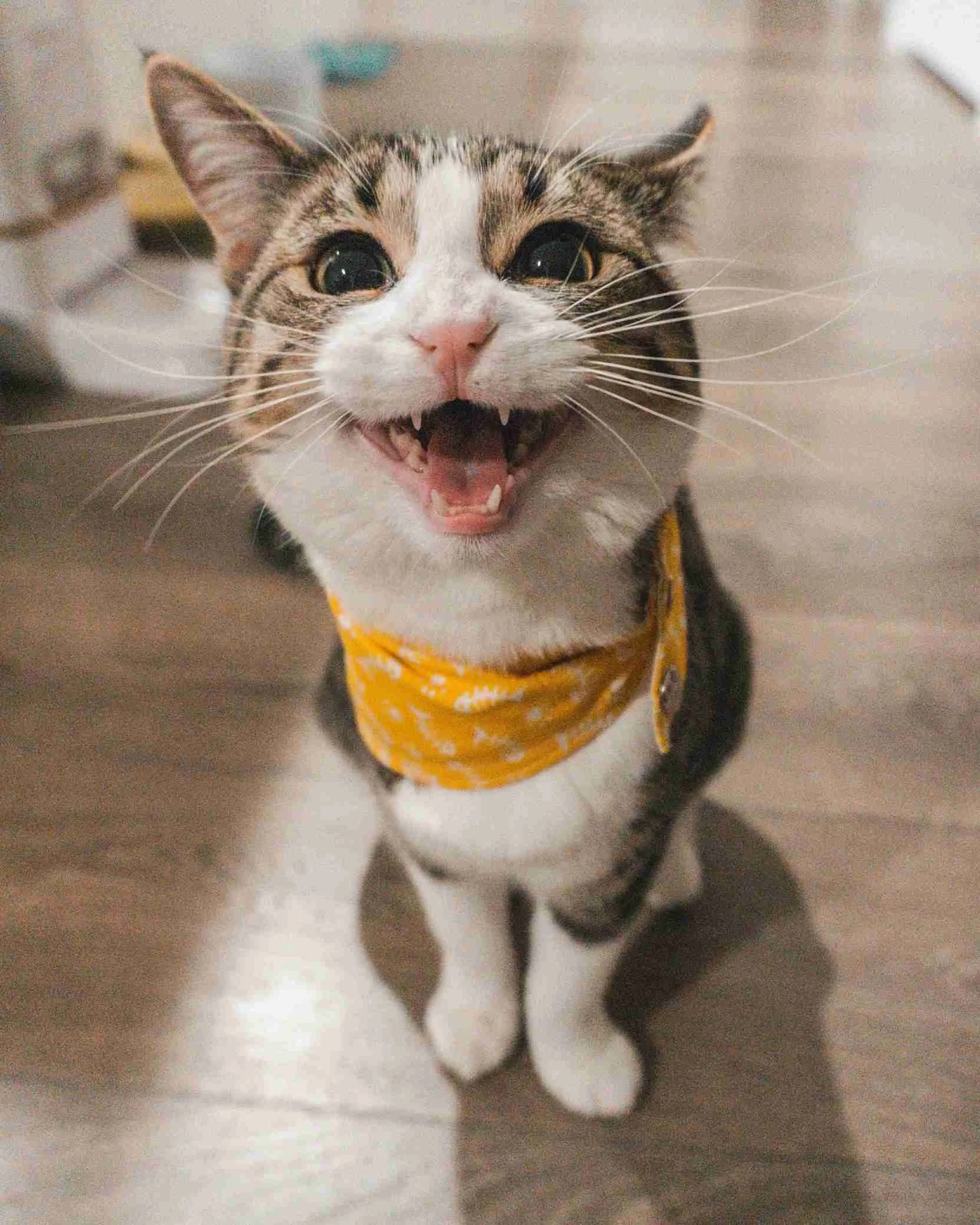 A happy tabby and white cat wearing a yellow bandana with white polka dots, sitting on a smooth surface, with a blurred background.