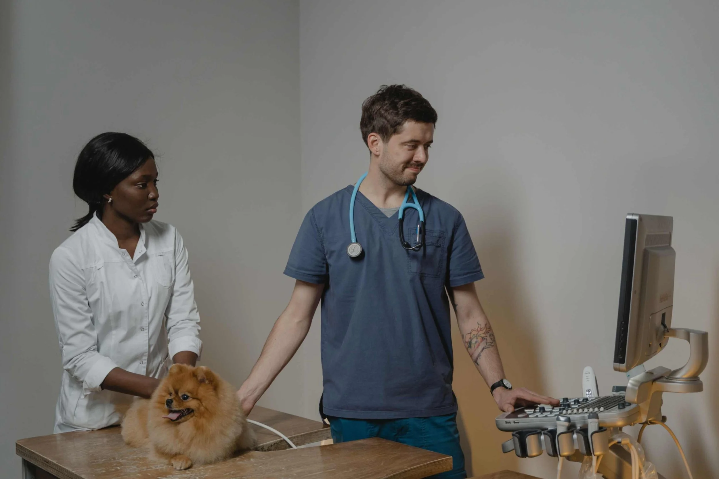 a vet and assistant treating a dog