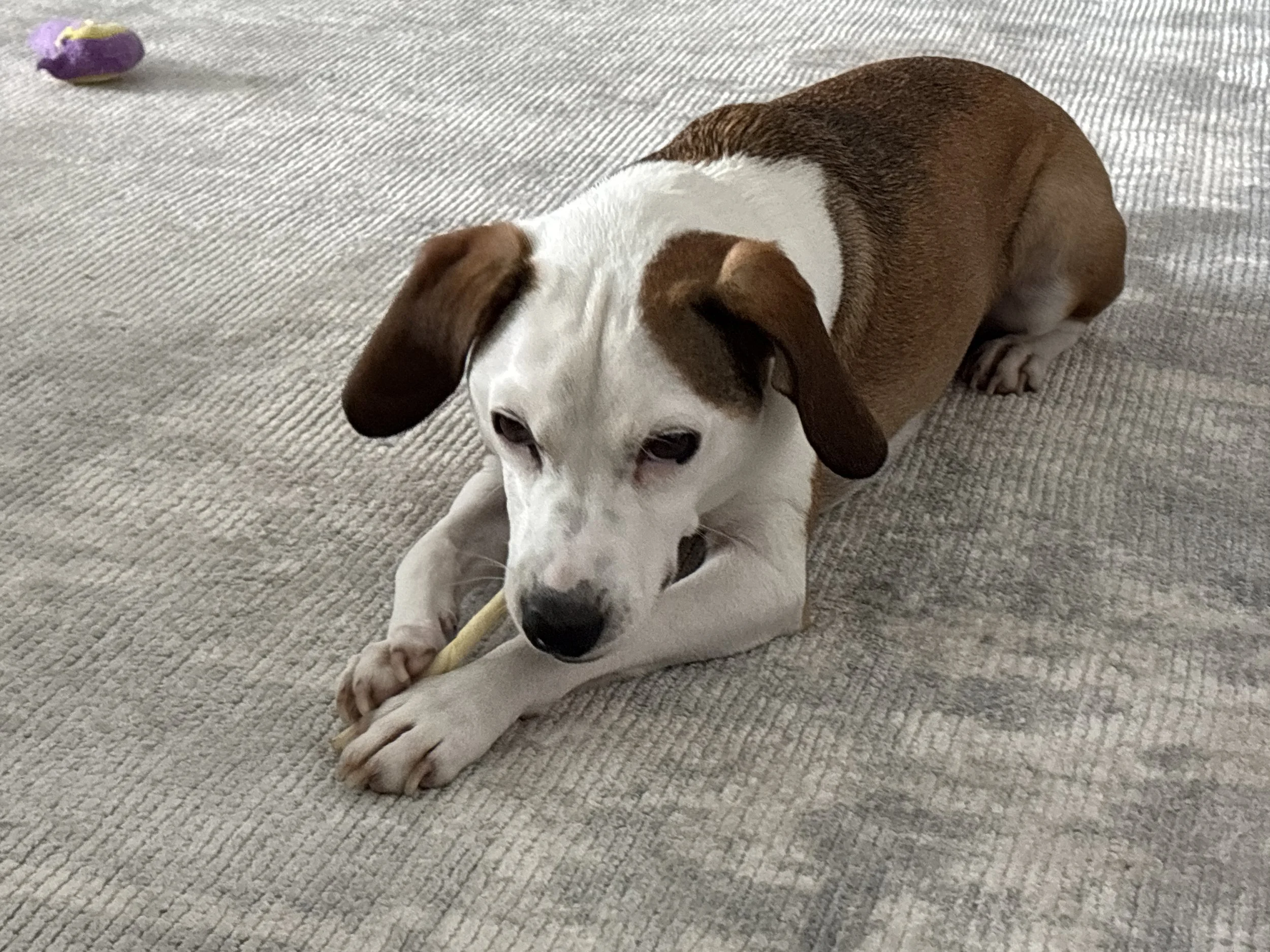 Debra's Dog Den | Dog Training & Enrichment in Delray Beach, Boca Raton & Boynton Beach