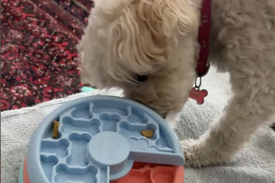 Debra's Dog Den | Enrichment in Delray Beach, Boca Raton & Boynton Beach