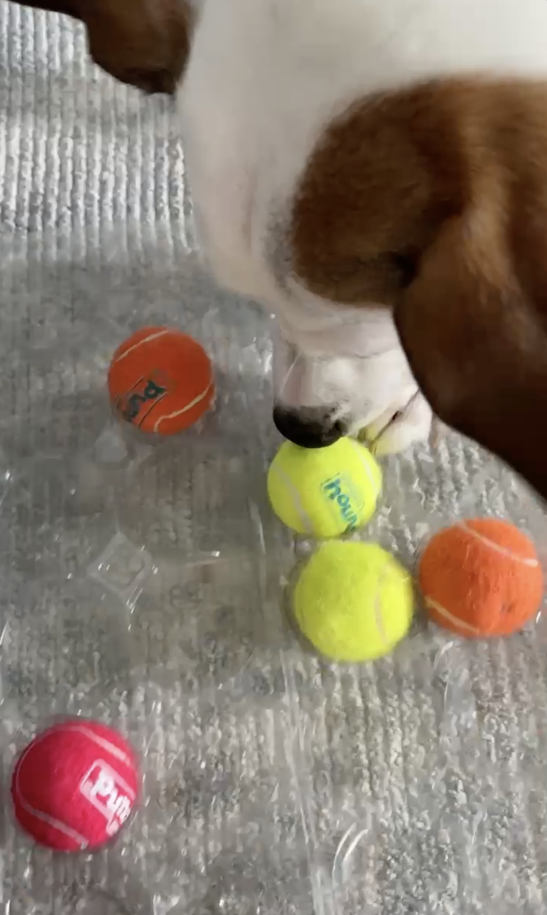 Debra's Dog Den | Dog Training & Enrichment in Delray Beach, Boca Raton & Boynton Beach