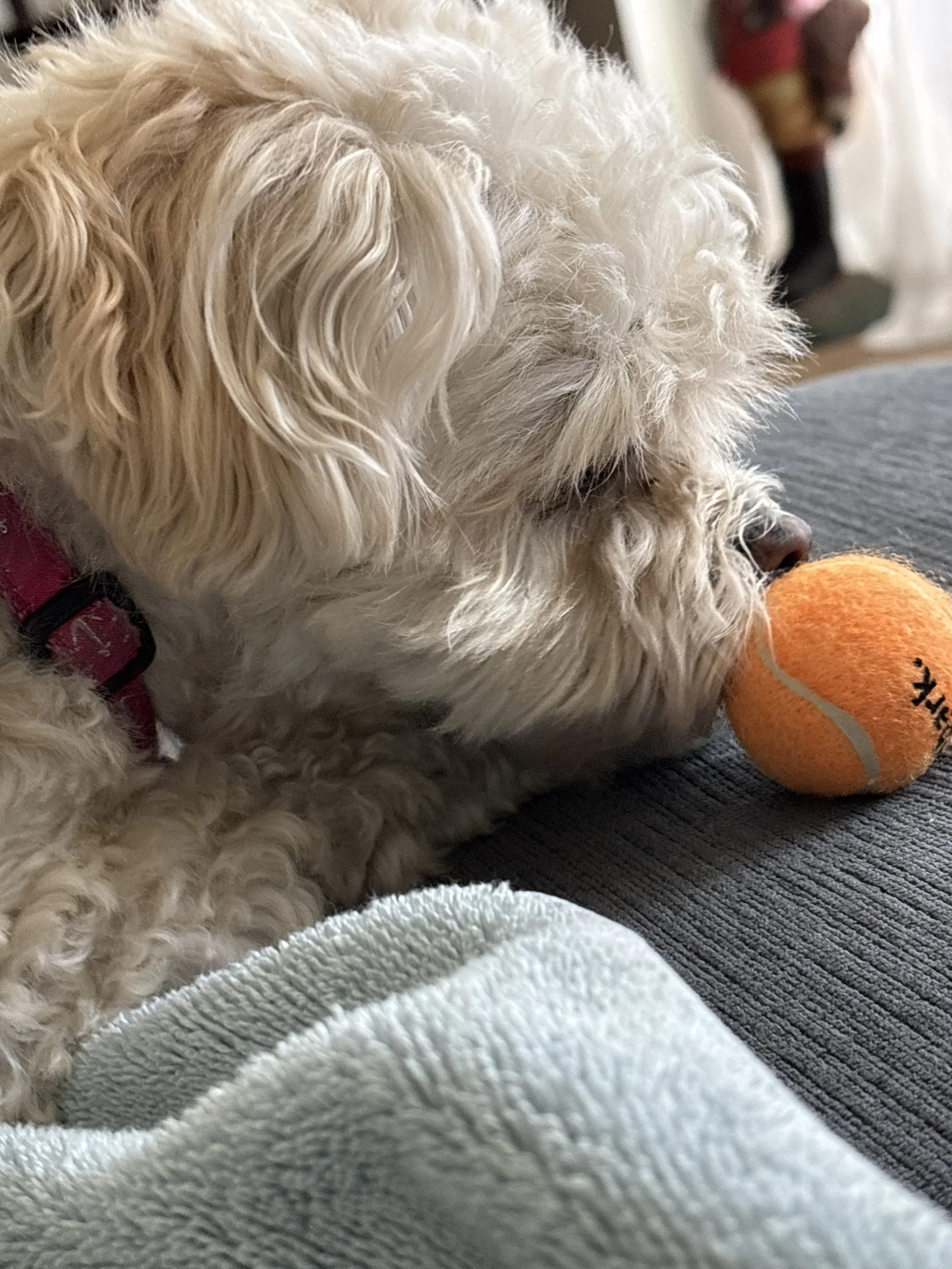 Debra's Dog Den | Dog Training & Enrichment in Delray Beach, Boca Raton & Boynton Beach