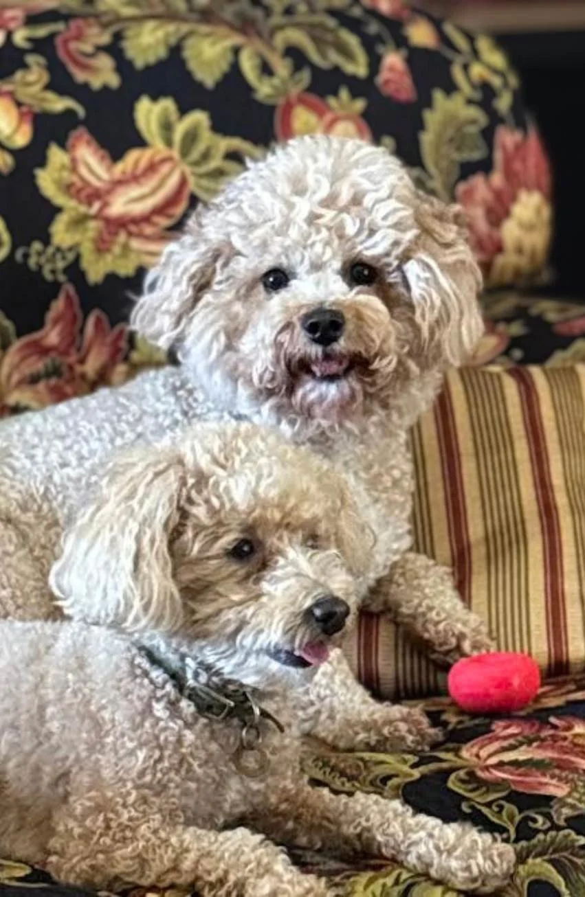 Two curly-haired dogs, one larger and one smaller, sitting on a floral-patterned couch with pillows and a pink toy nearby.