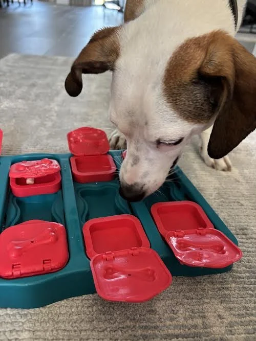 Dog Enrichment in Delray Beach, Boca Raton specialist.