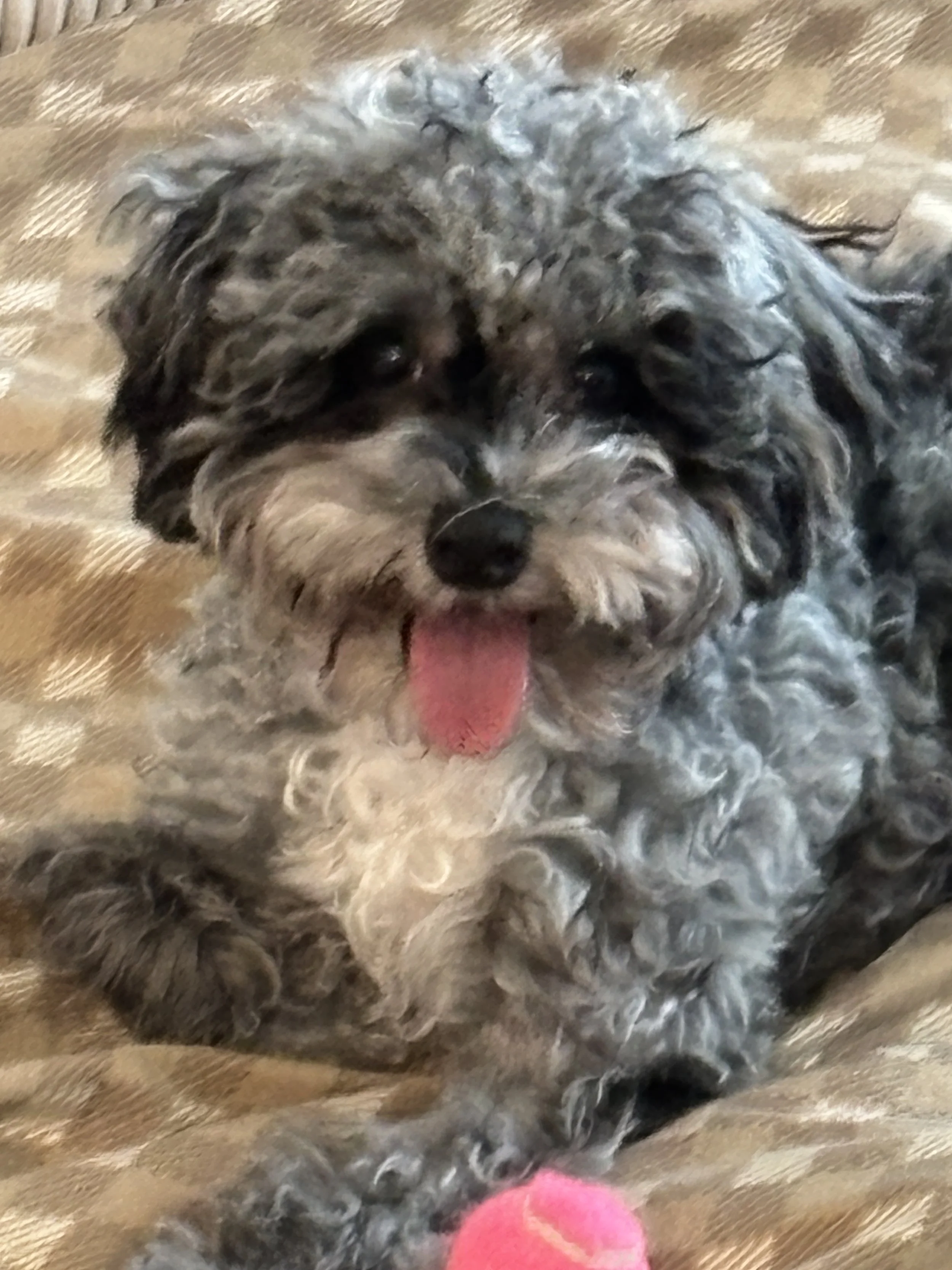 Debra's Dog Den | Dog Training & Enrichment in Delray Beach, Boca Raton & Boynton Beach