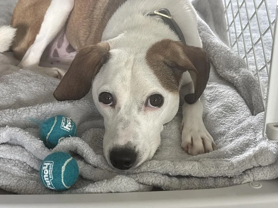 A small white and brown dog with floppy ears lying on a gray blanket inside a wire crate, looking at the camera with a gentle expression. There are two blue tennis balls near the dog.