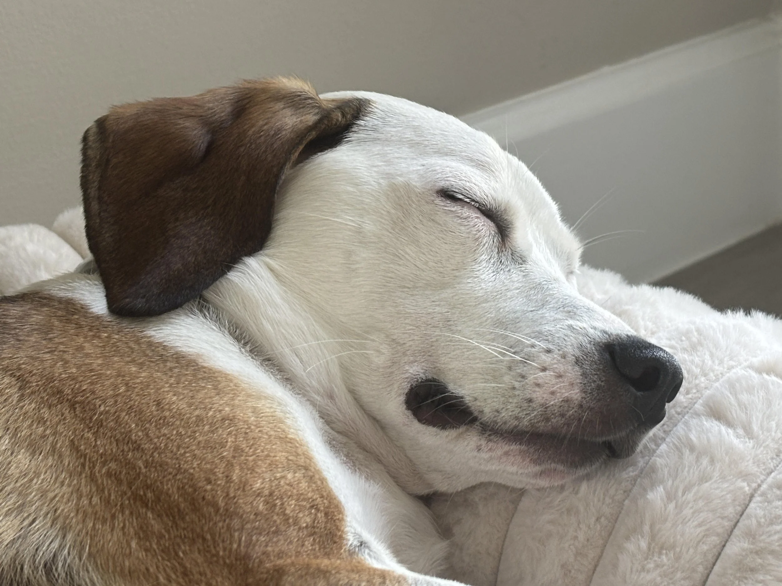 Debra's Dog Den | Dog Training & Enrichment in Delray Beach, Boca Raton & Boynton Beach