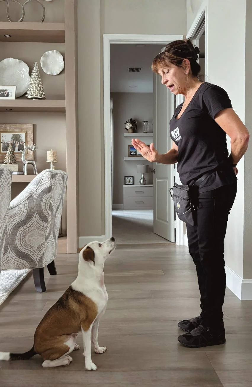 Transformative Dog Training, Canine Enrichment & Day Visits